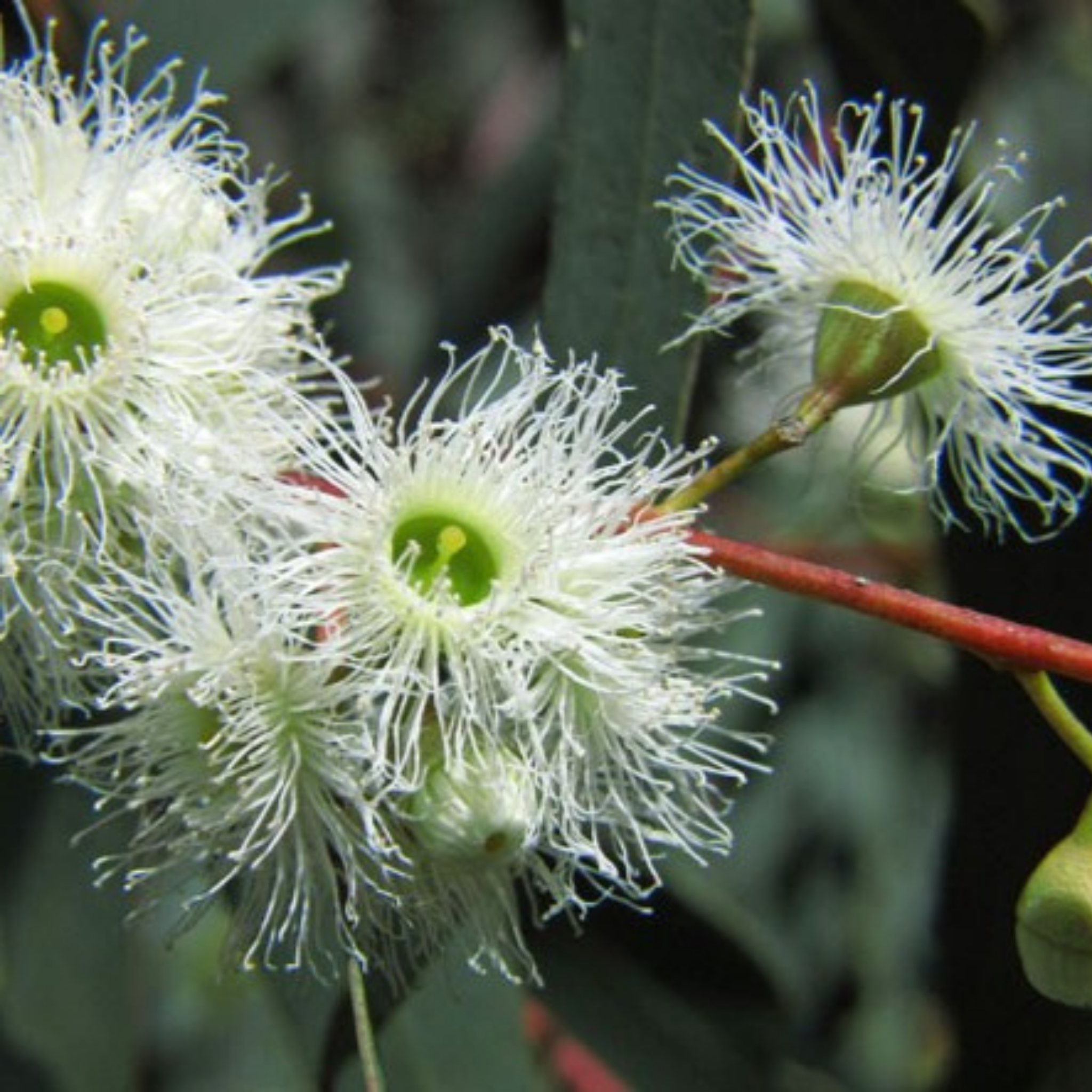 Red River Gum - Eucalyptus camaldulensis