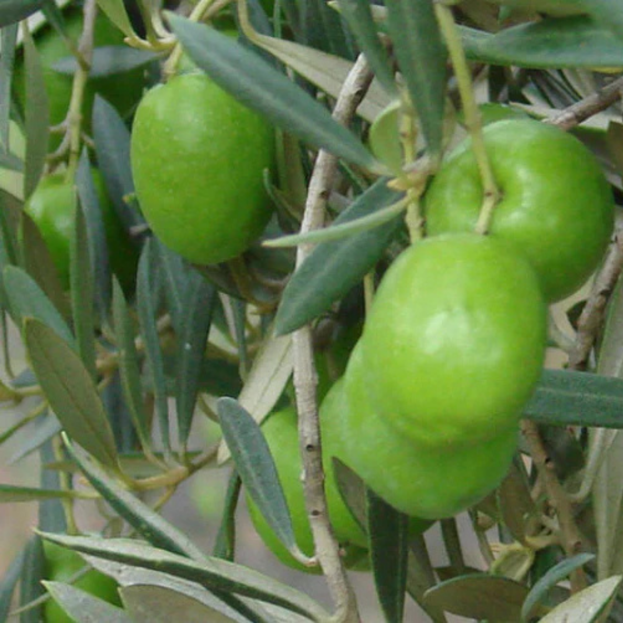 Californian Queen Olive Tree - Olea europaea Californian Queen (UC13A6)