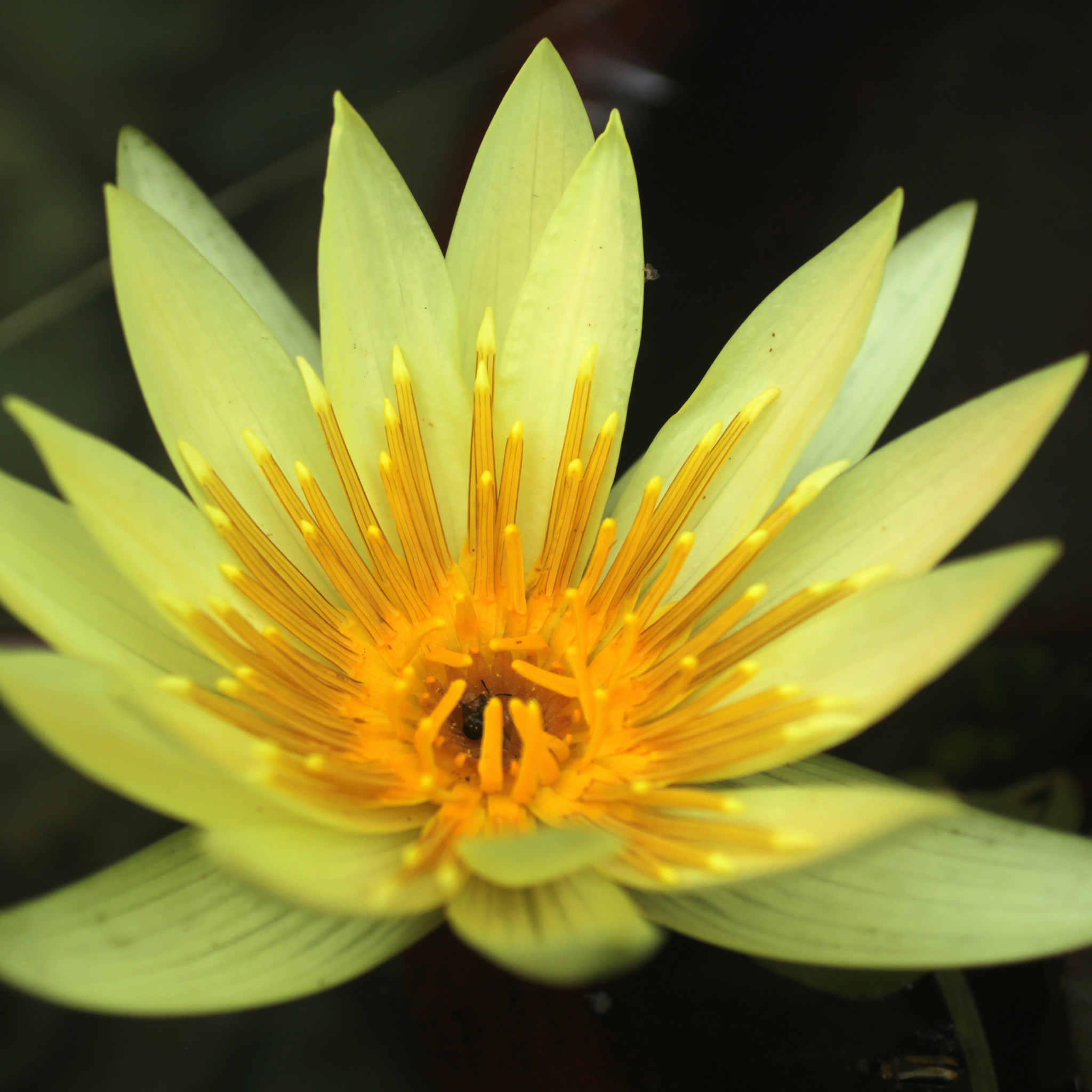 Yellow Water Lily - Nymphaea hybrida Yellow