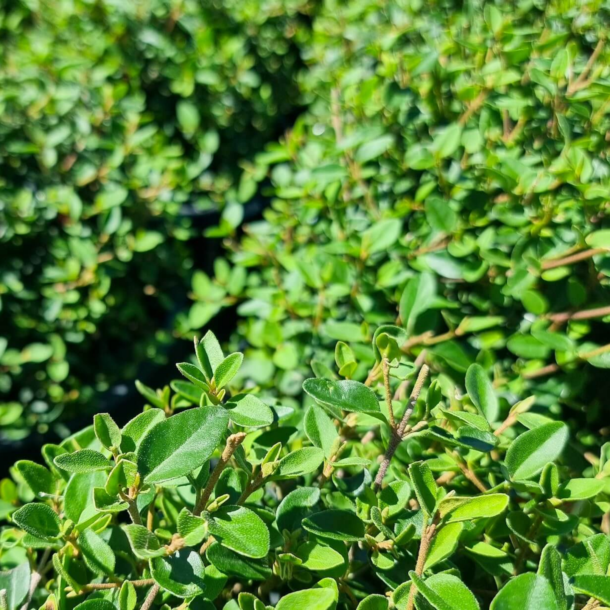 Correa Native Fushsia - Correa reflexa pulchella 'Dusky Bells'