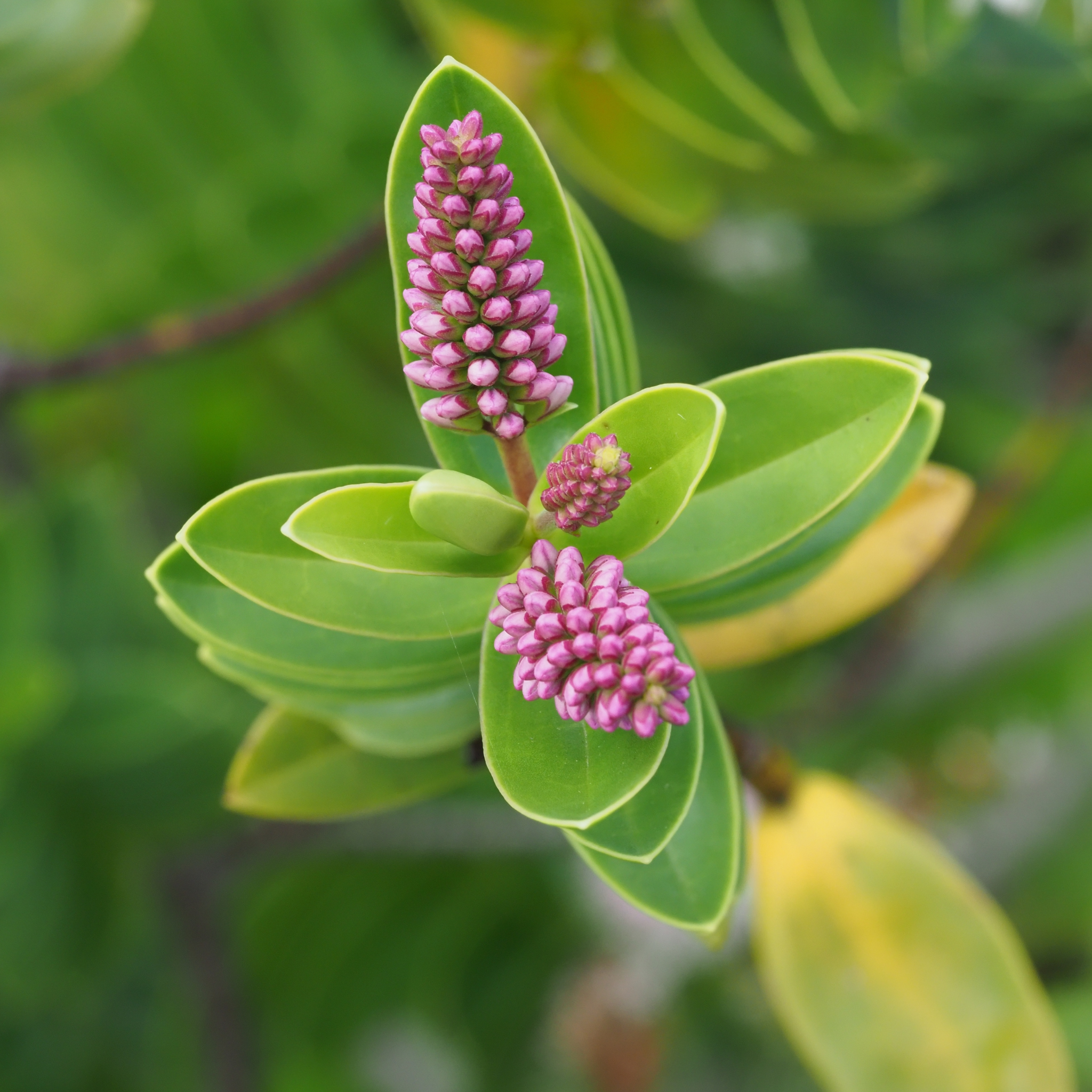 Showy Hebe Inspiration - Hebe speciosa diosmifolia 'Inspiration'