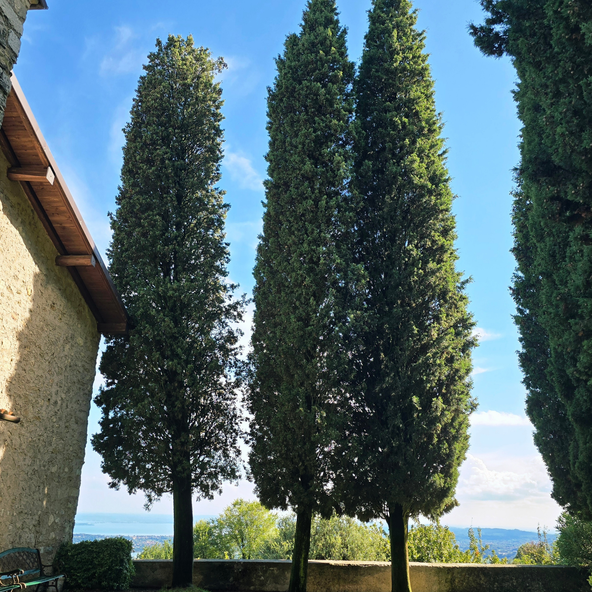 Glauca Pencil Pine - Italian Cypress Cupressus sempervirens