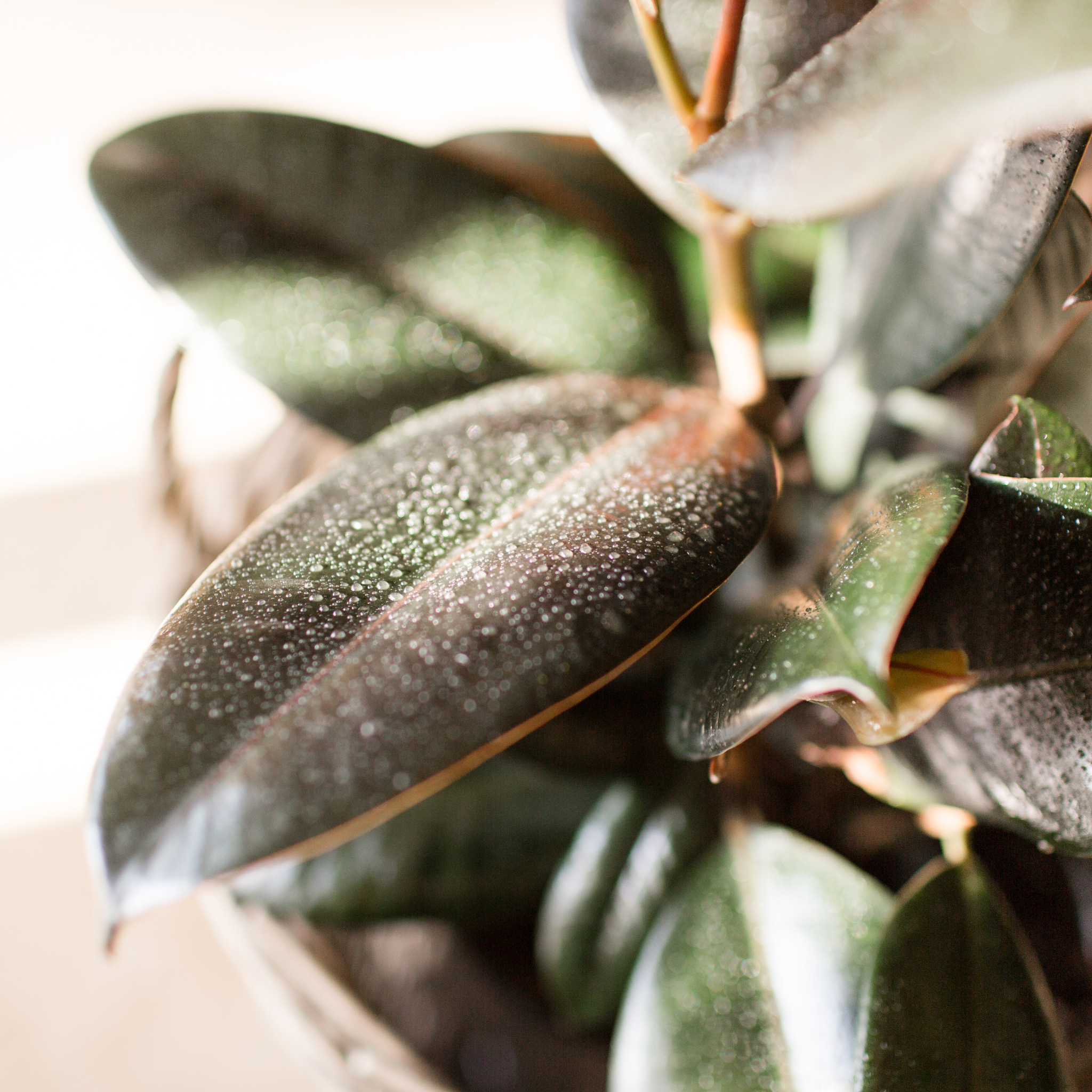 Burgundy Rubber Tree Plant - Ficus elastica Burgundy