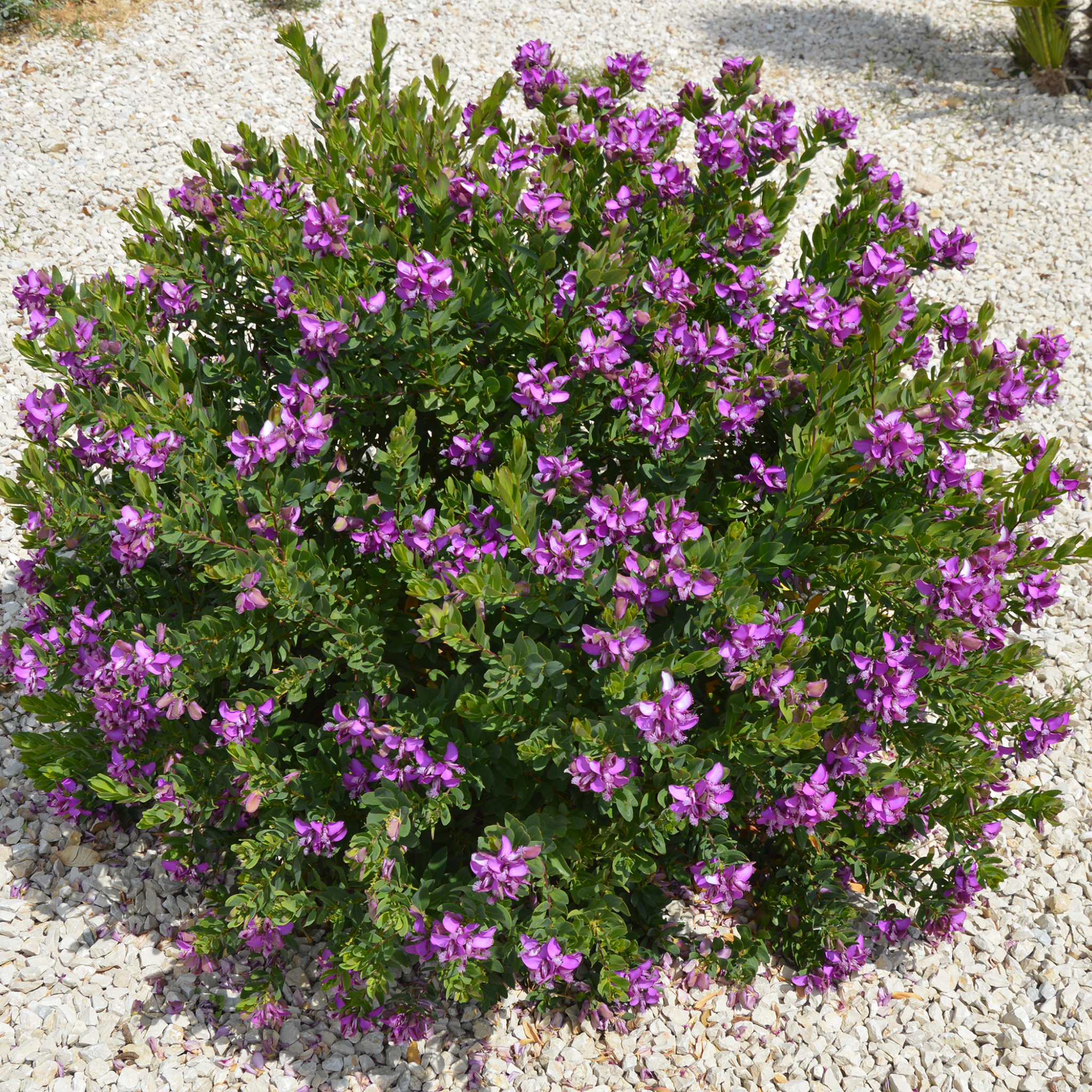 Sweet Pea Shrub - Polygala dalmaisiana