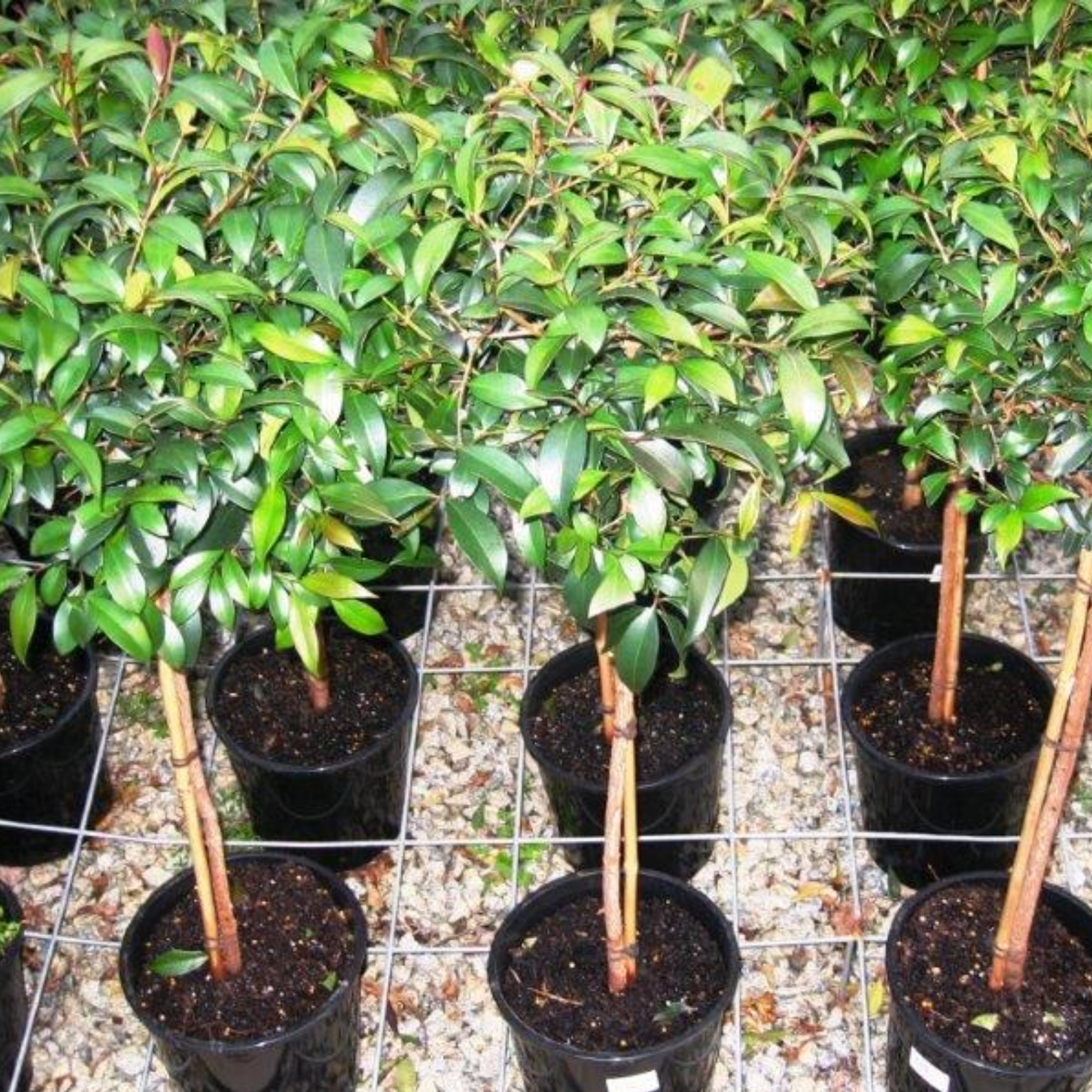 Lilly Pilly - Brush Cherry - Syzygium australe
