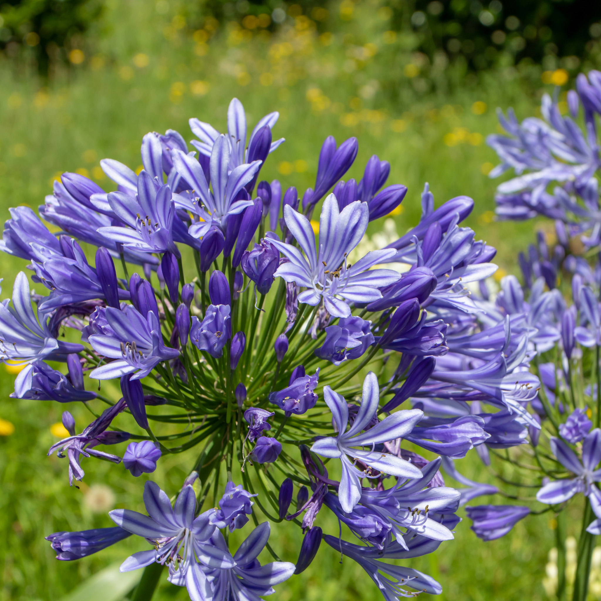 Blue Agapanthus praecox - Lily of the Nile, African Lily