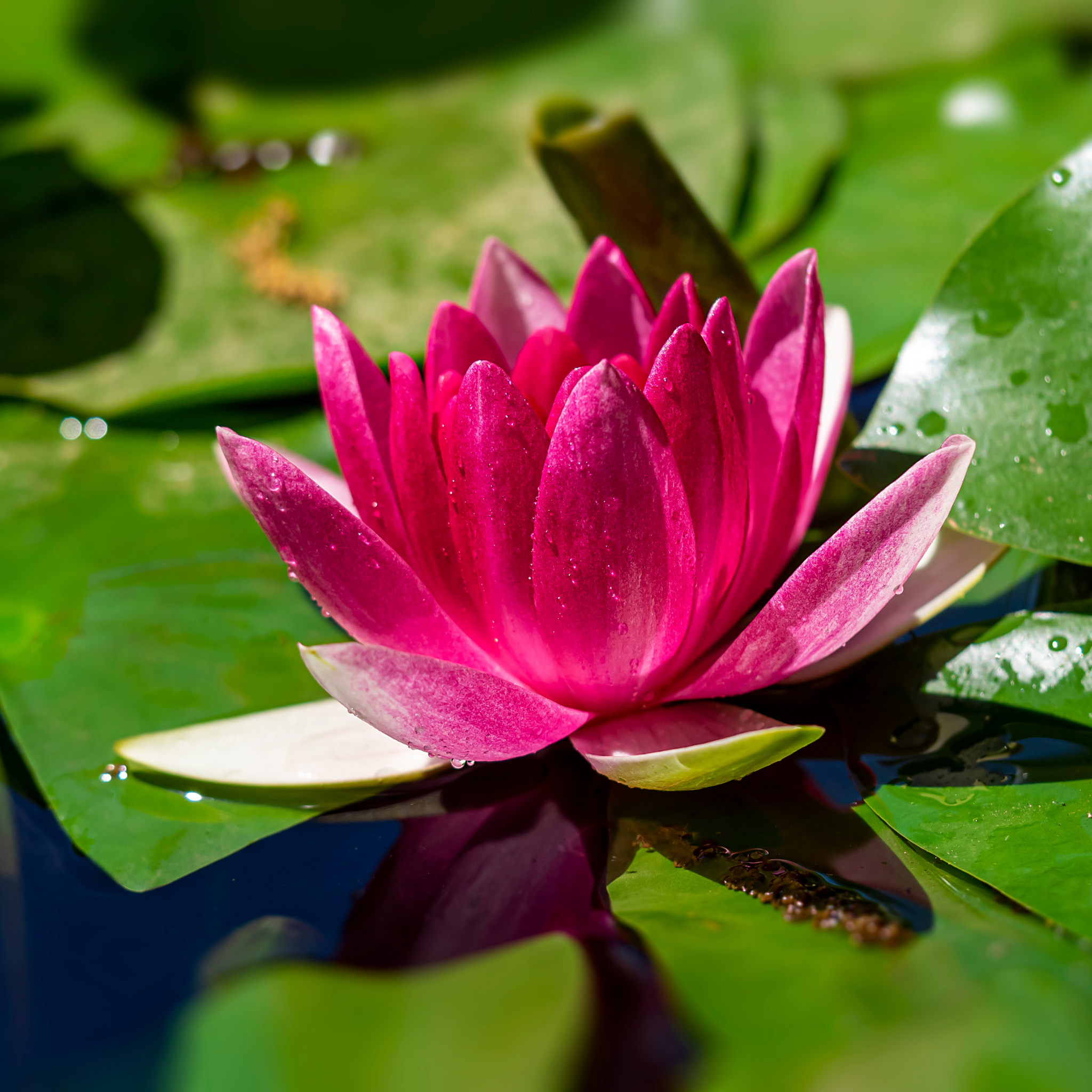 Red Water Lily - Nymphaea hybrida Red