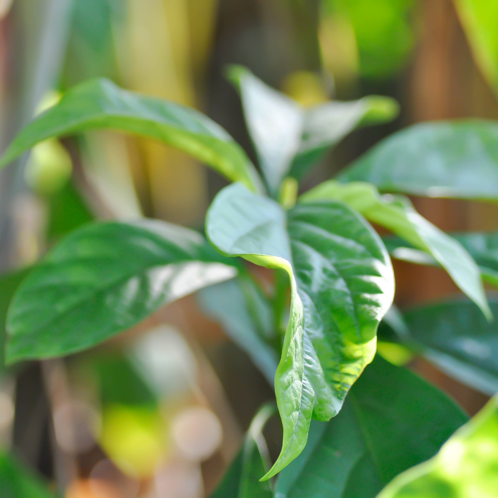 Jala Avocado Tree - Persea americana 'Jala'