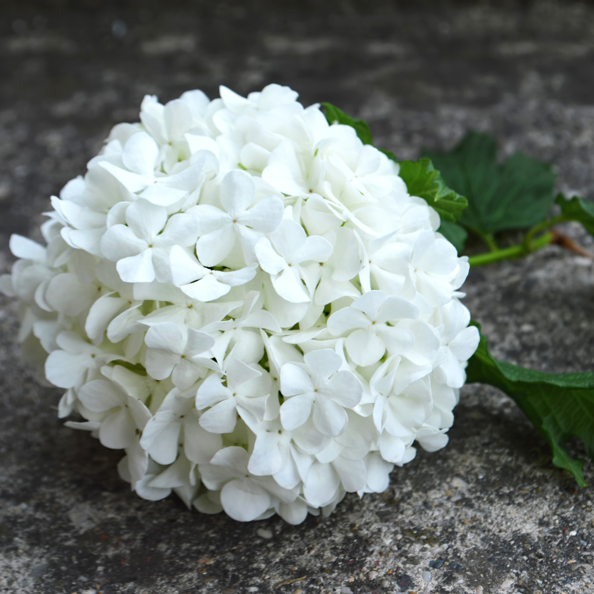 Hydrangea White - Hydrangea macrophylla White