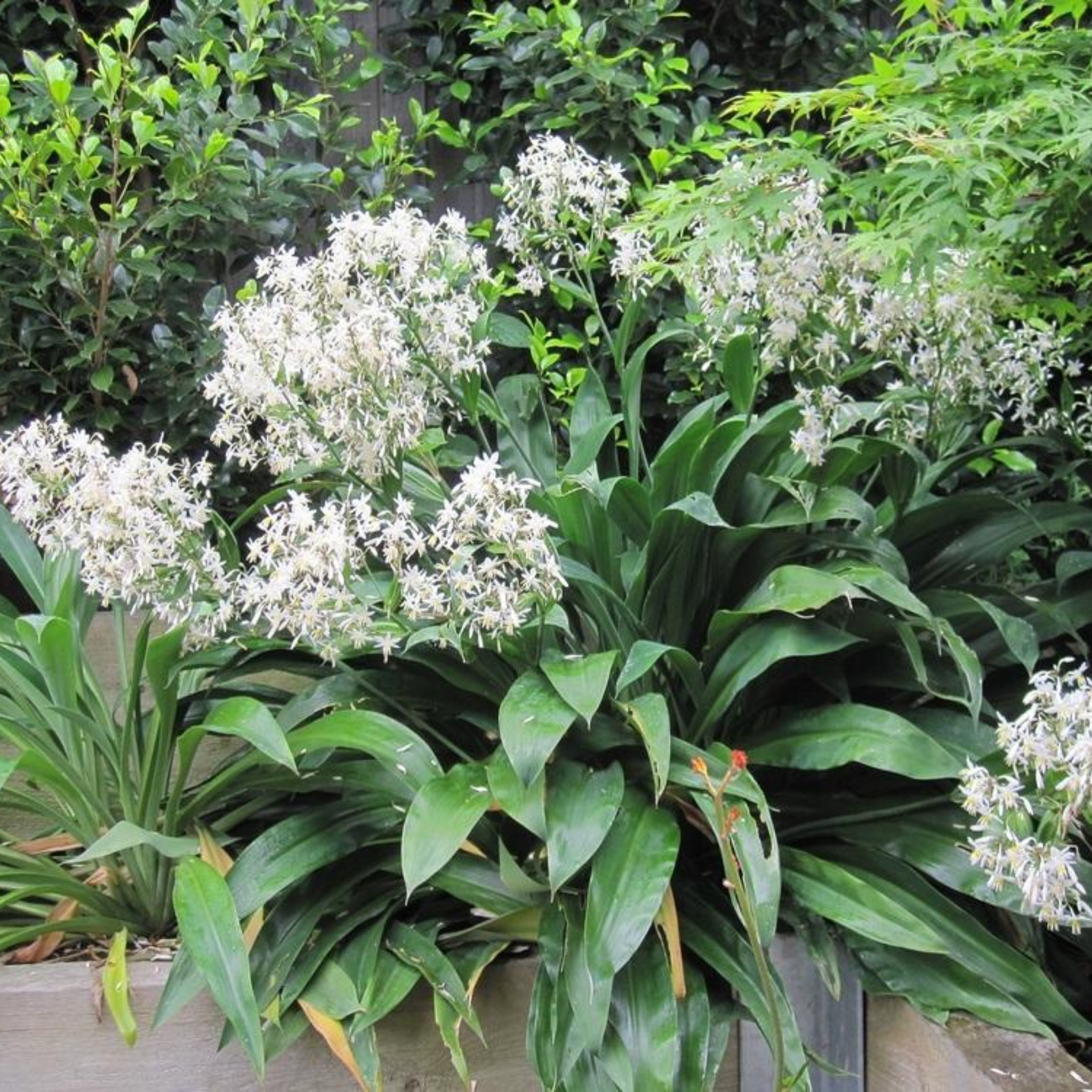 New Zealand Rock Lily - Arthropodium cirratum