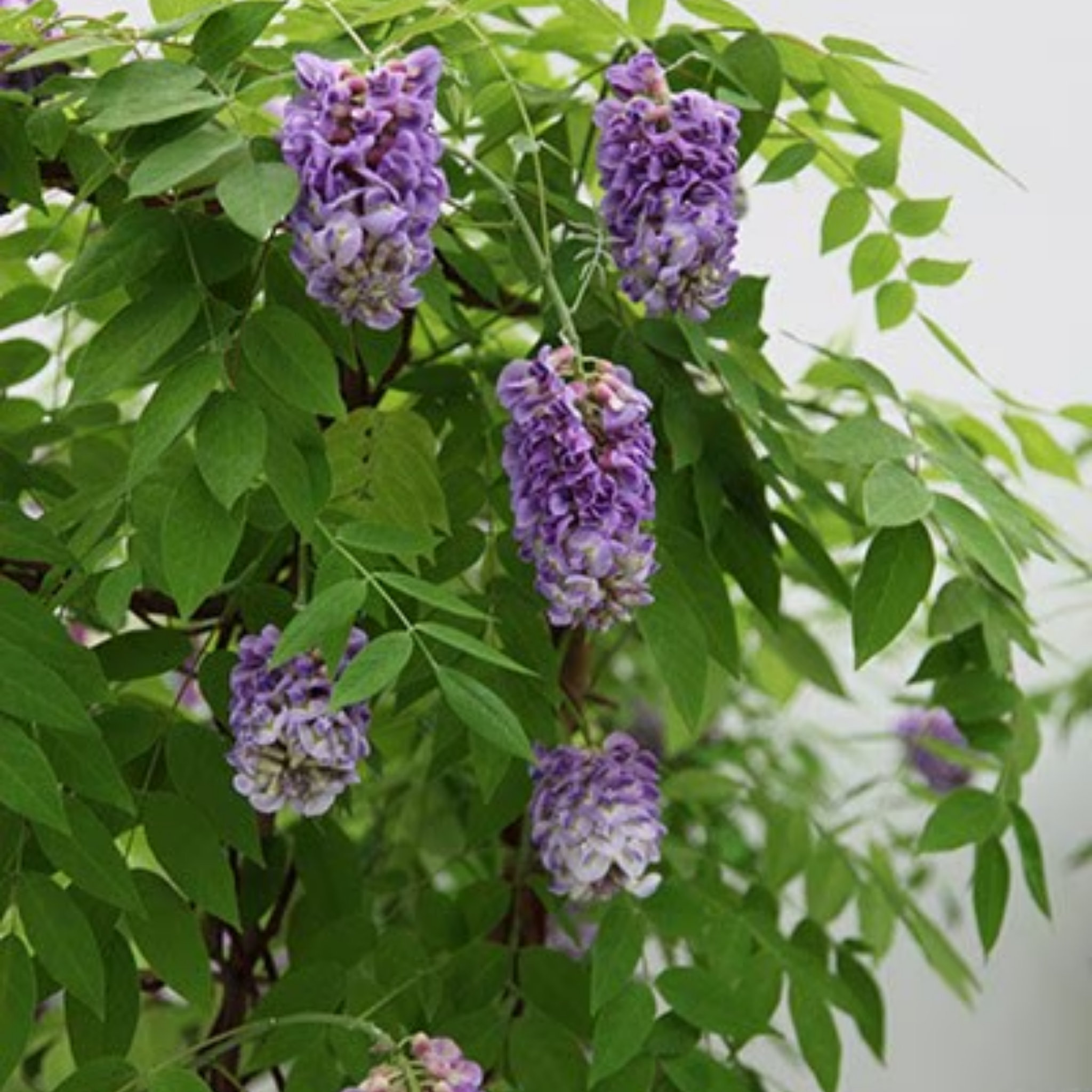 Amethyst Falls American Wisteria - Wisteria frutescens PBR