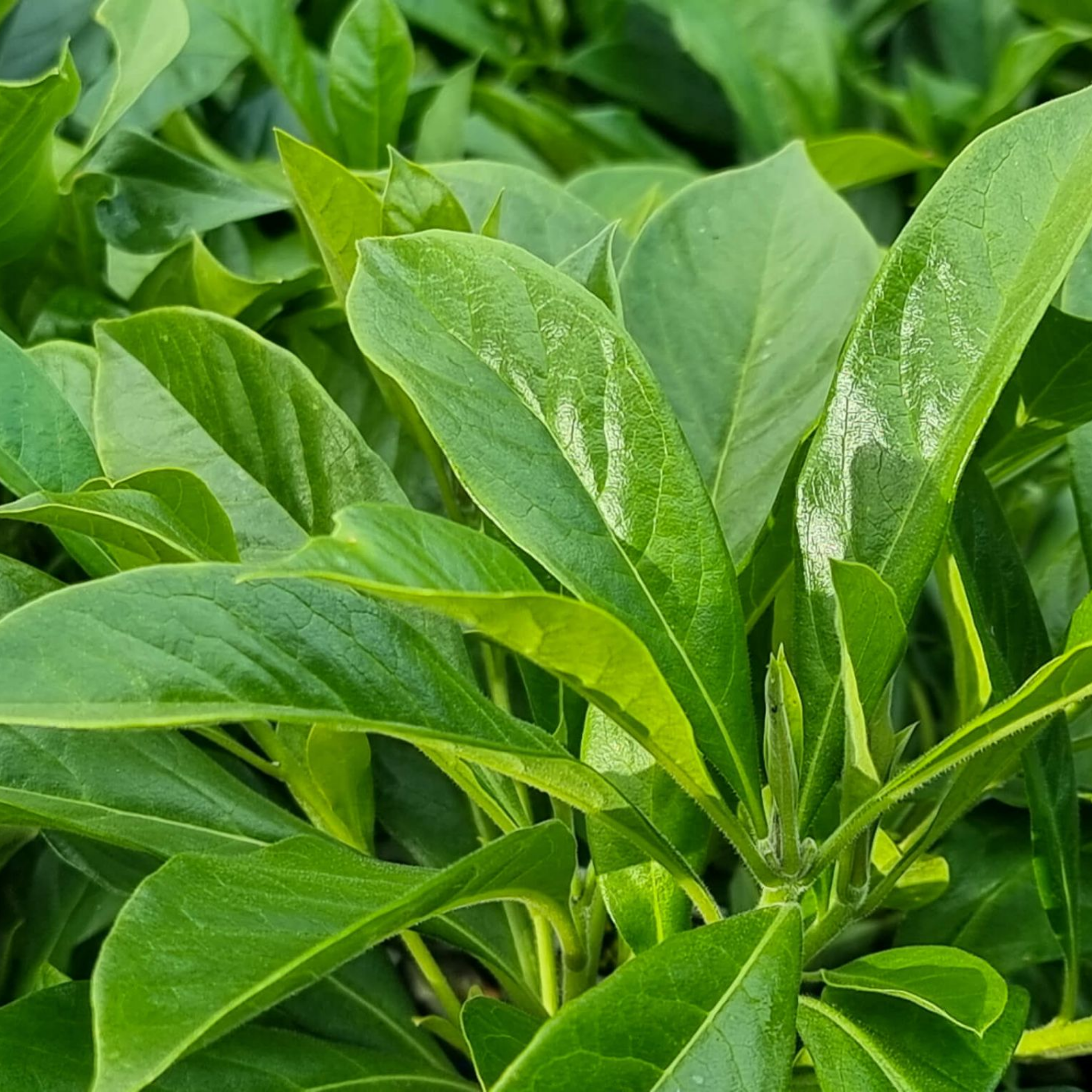 Dwarf Native Frangipani - Hymenosporum flavum 'Gold Nugget'