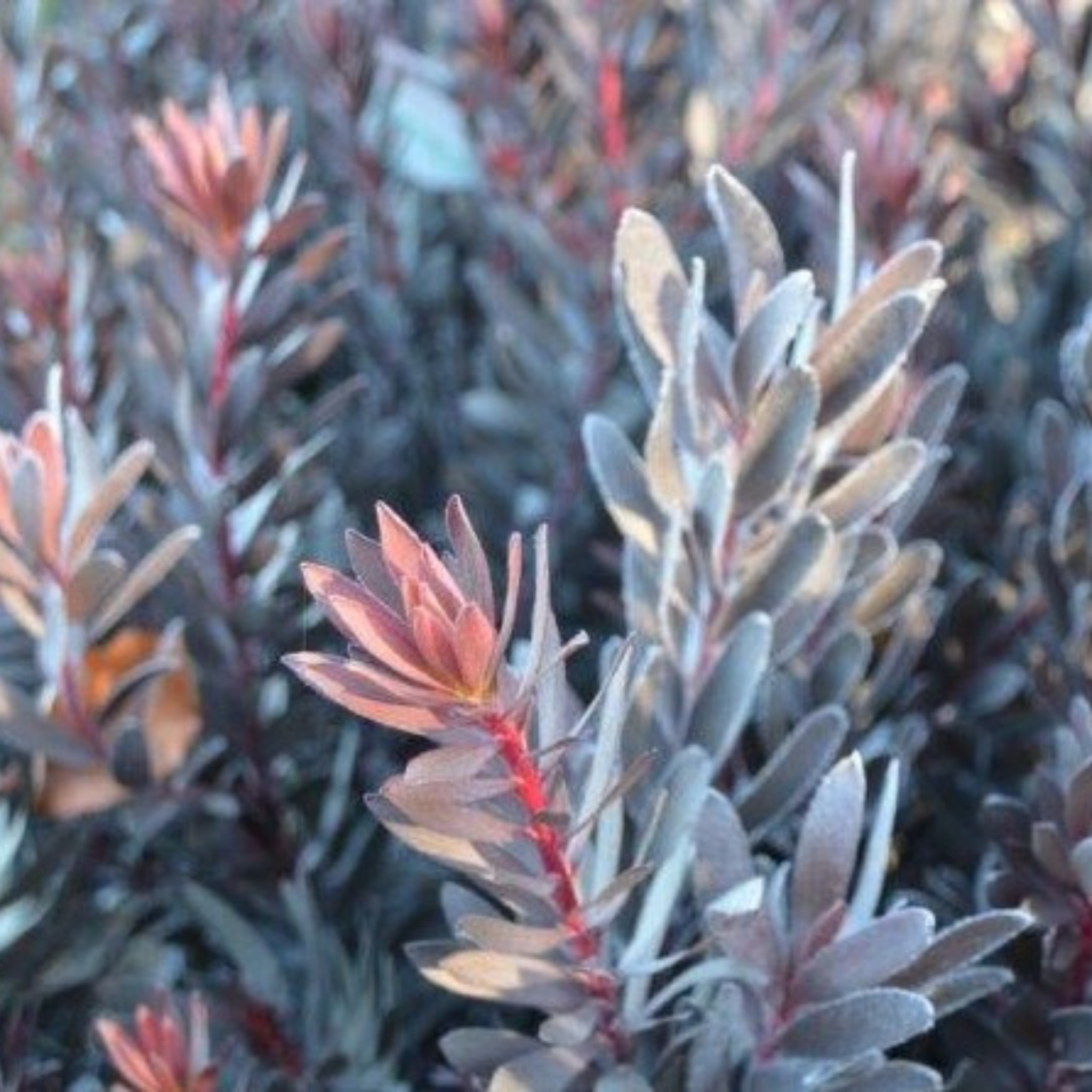 Burgundy Sunset Conebush - Leucadendron laureolum Burgundy Sunset