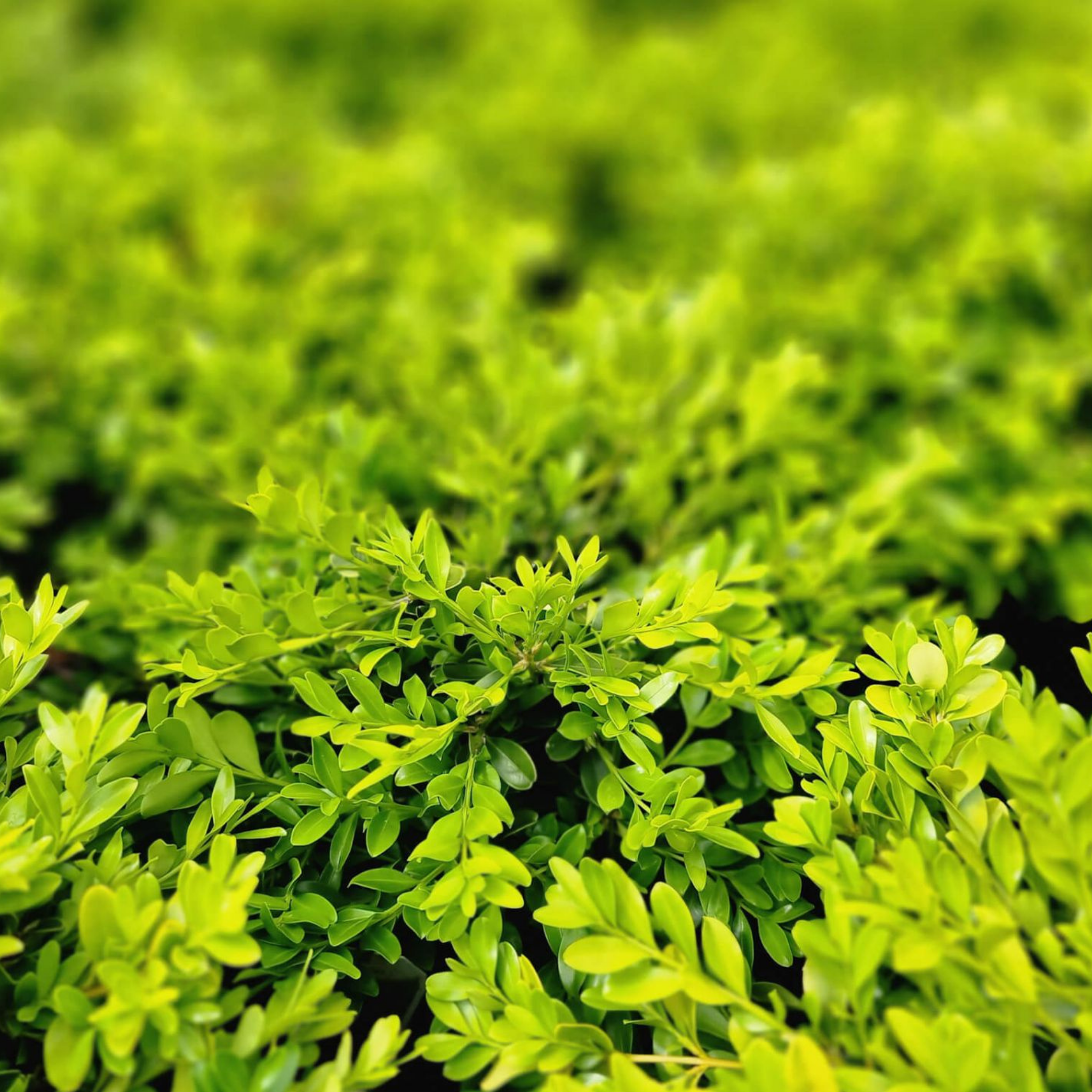 Korean Boxwood - Buxus microphylla microphylla
