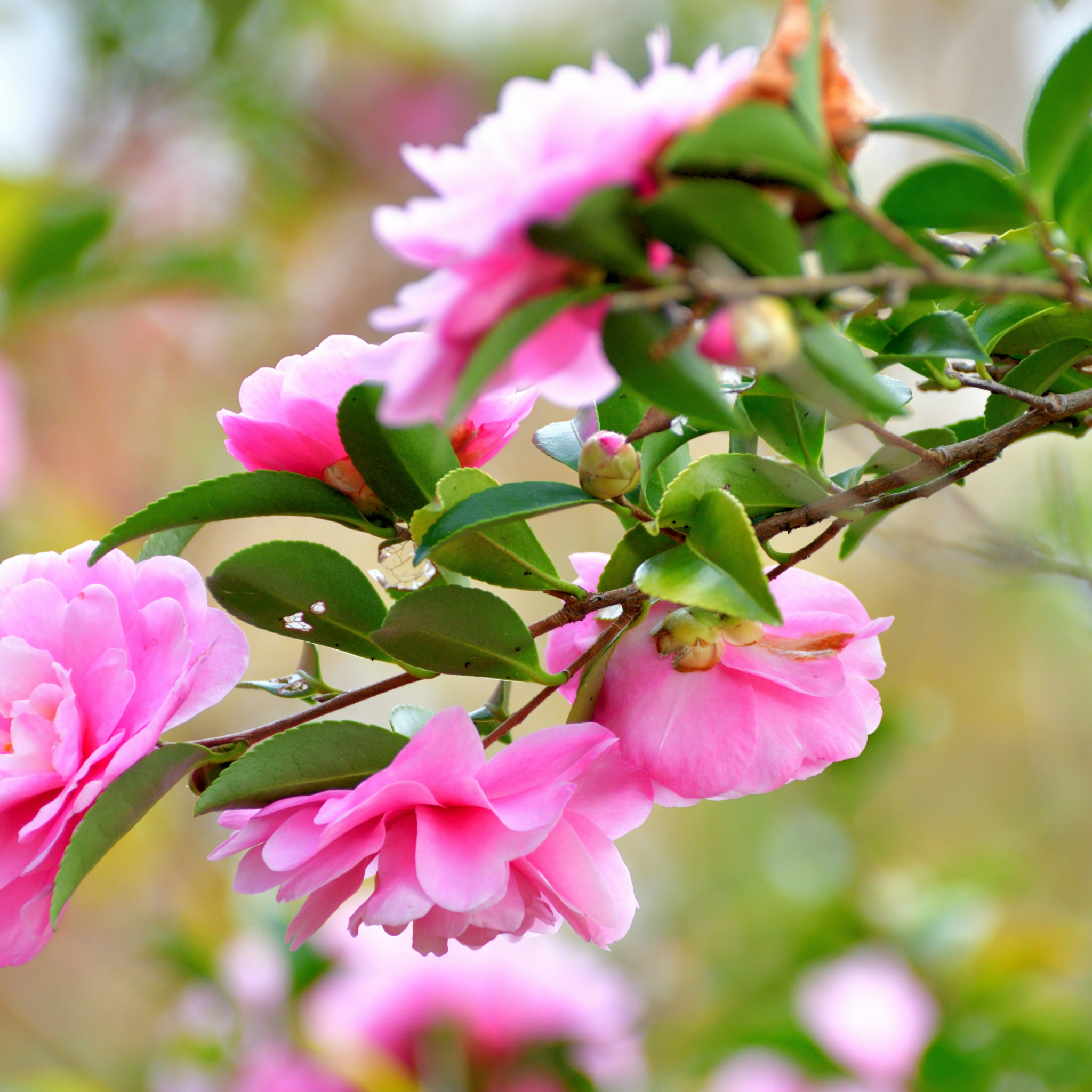 Camellia Paradise Olivia - Camellia sasanqua 'Paradise Olivia'