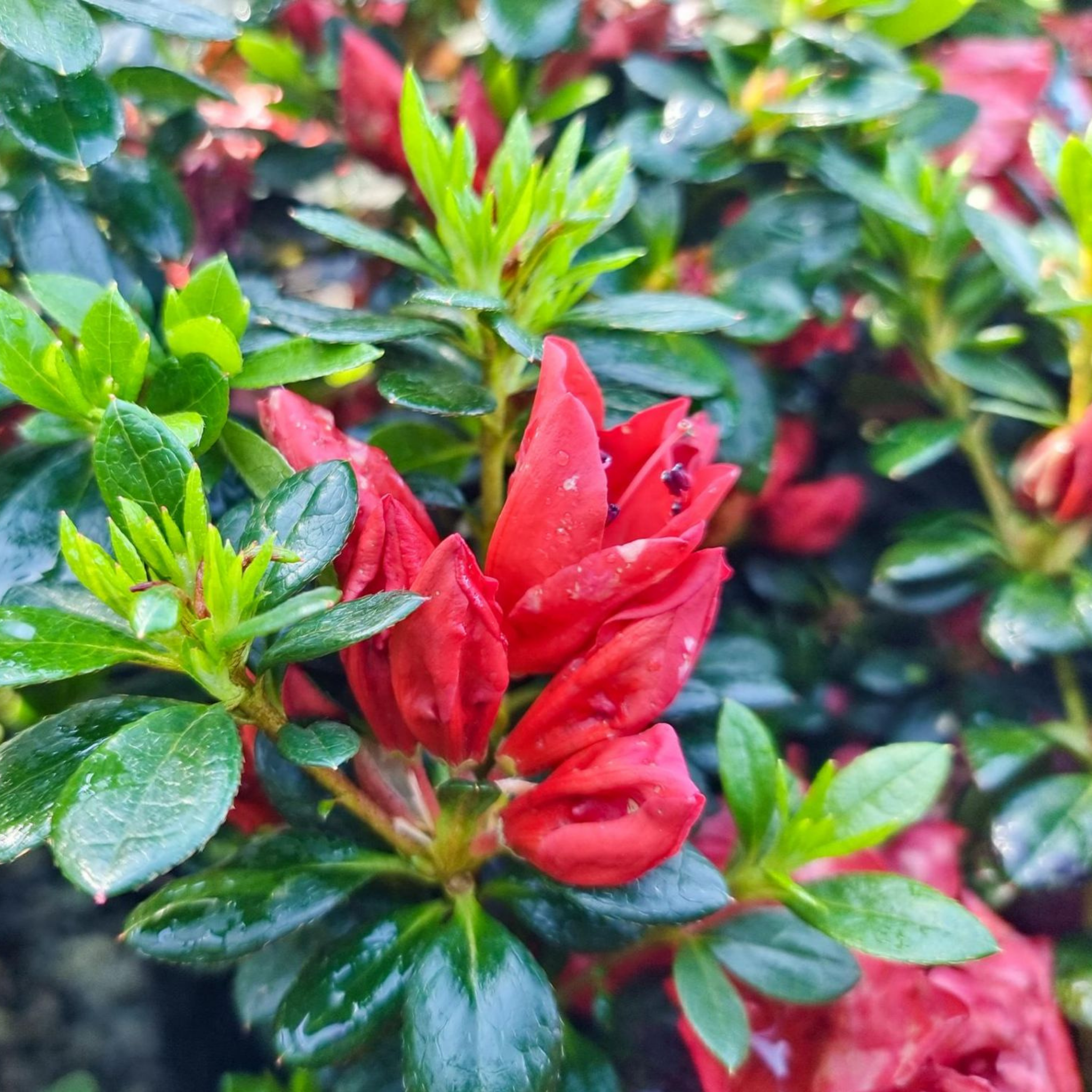 Close-up of red azalea flowers with green leaves