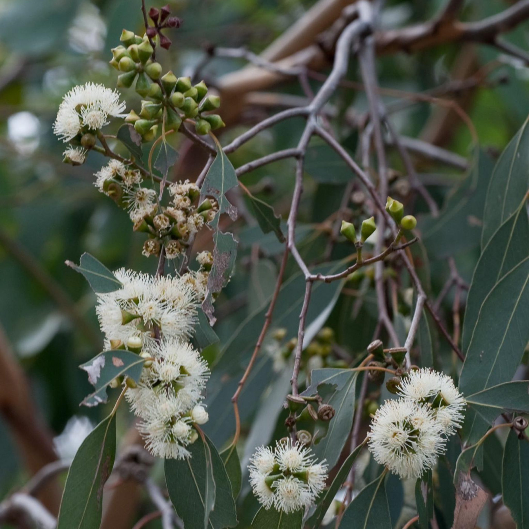 Swamp Gum / Black Gum - Eucalyptus ovata