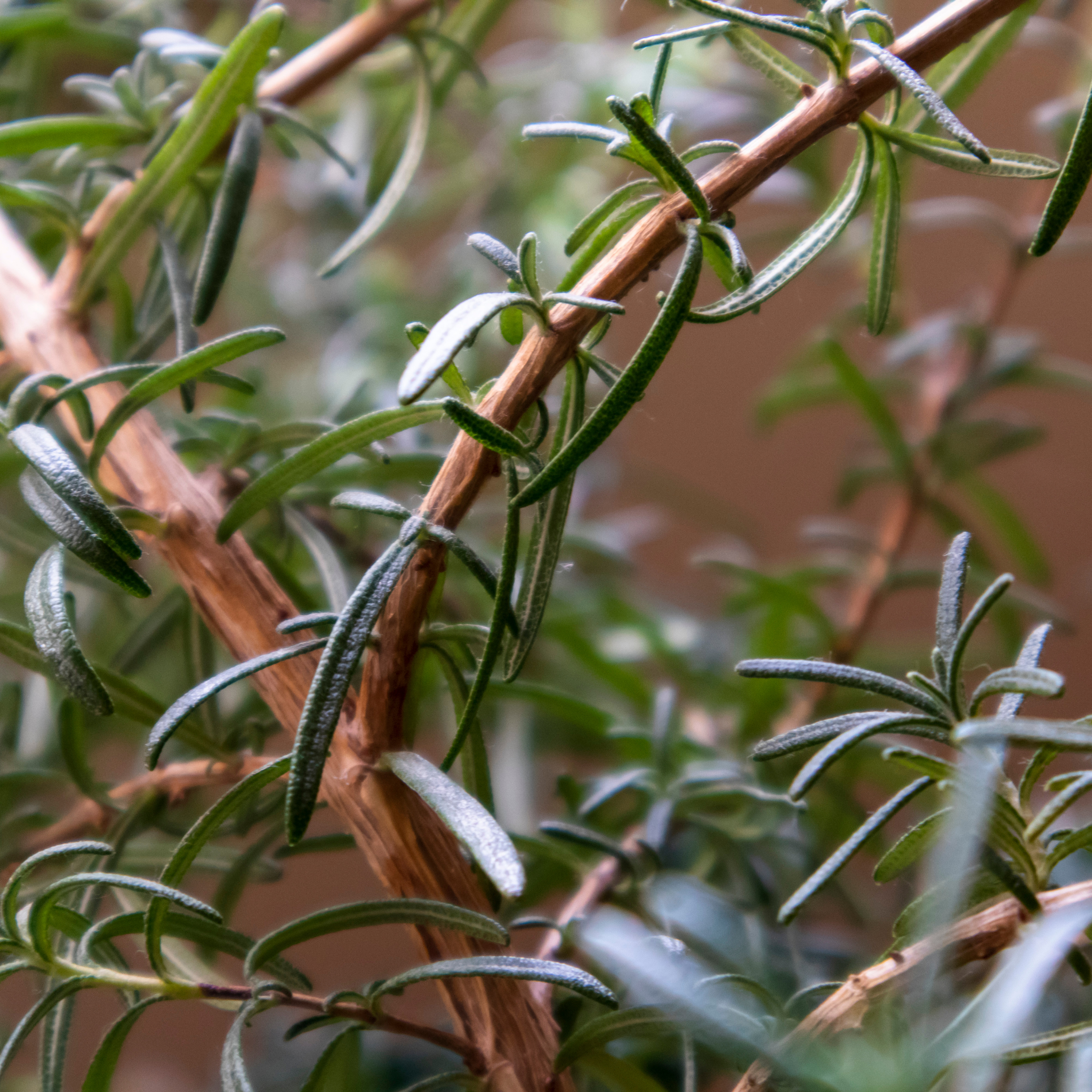 Long Leaved Westringia - Westringia longifolia