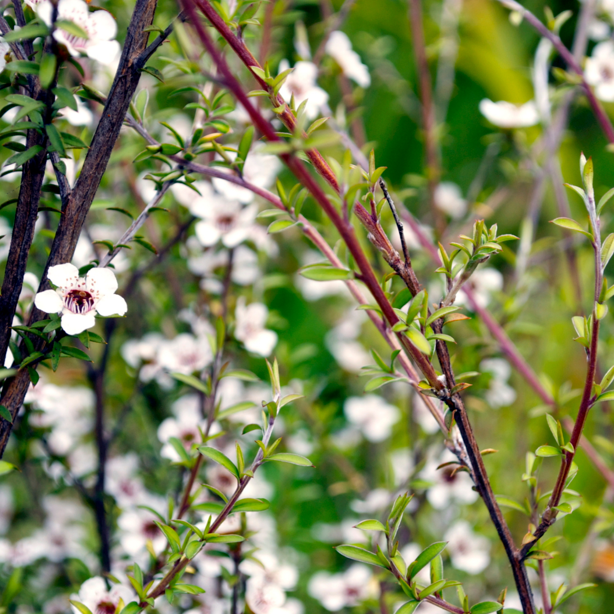 Lemon Scented Tea Tree - Leptospermum petersonii Copper Glow