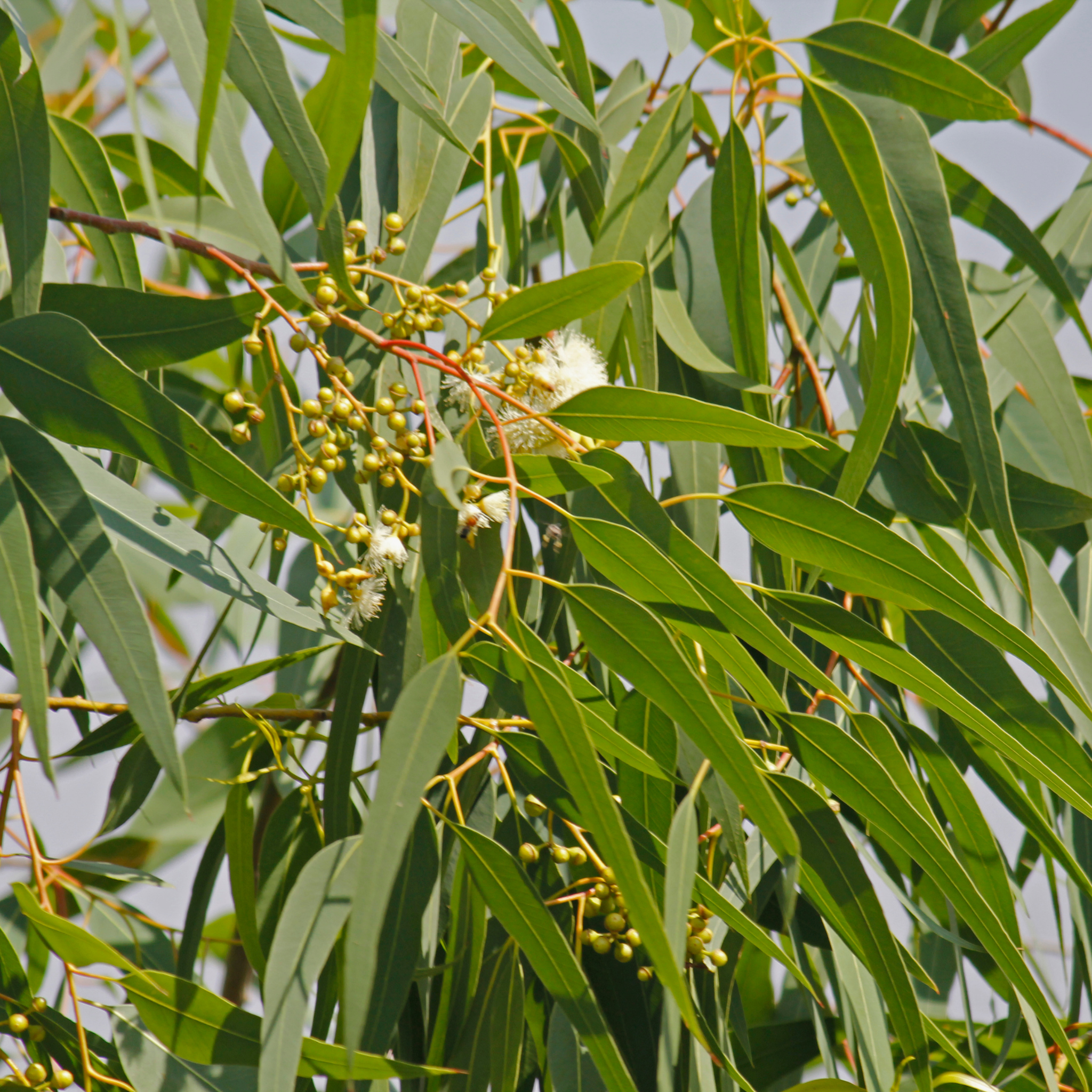 Lemon Scented Gum - Corymbia citriodora