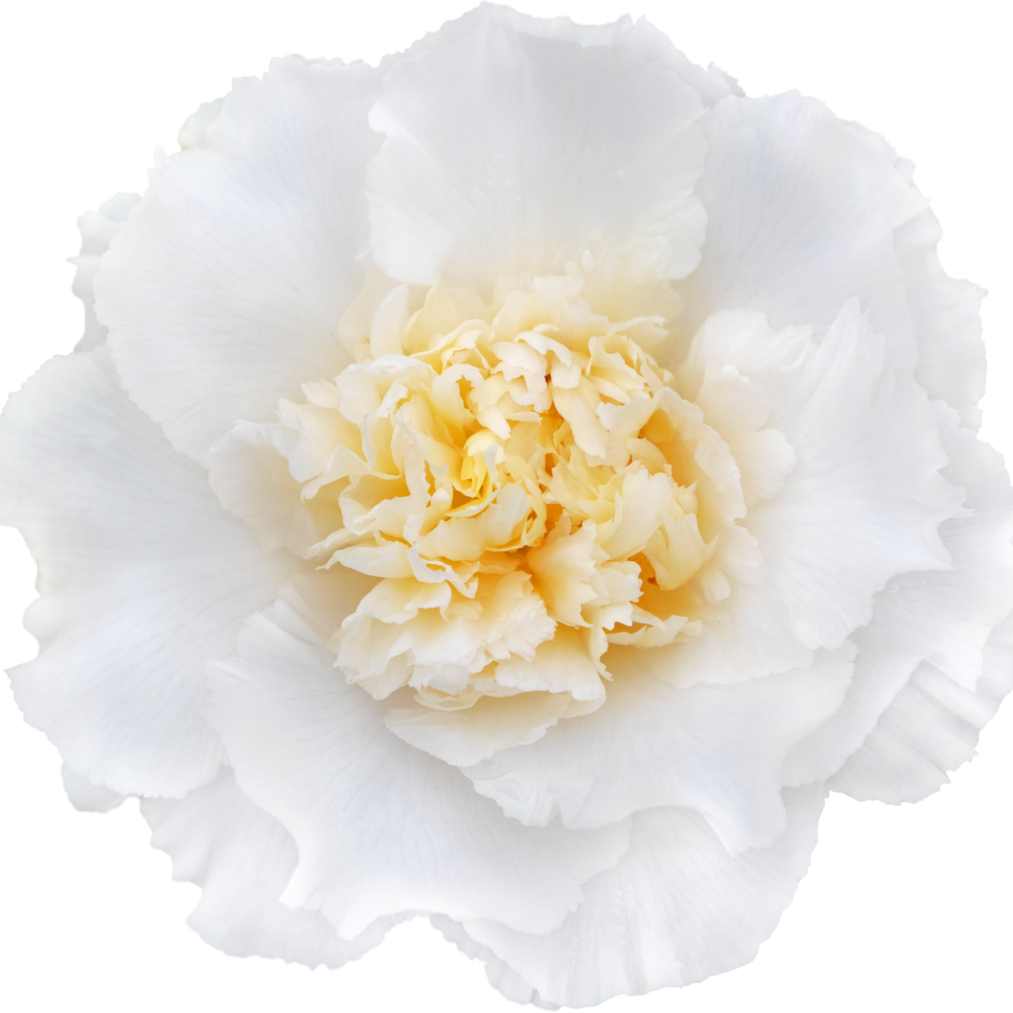 Camellia japonica Brushfields Yellow