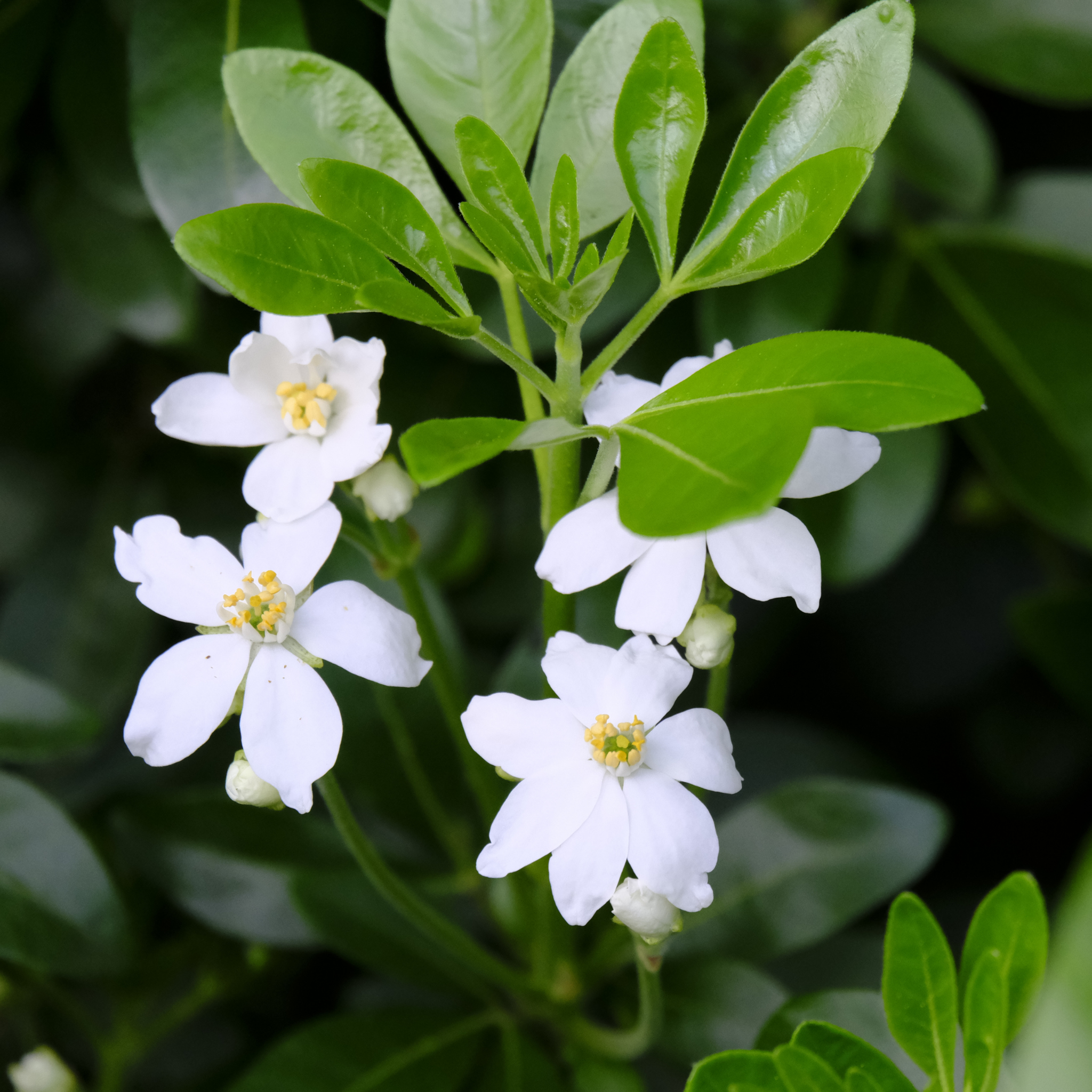 Mexican Orange Blossom - Choisya ternata