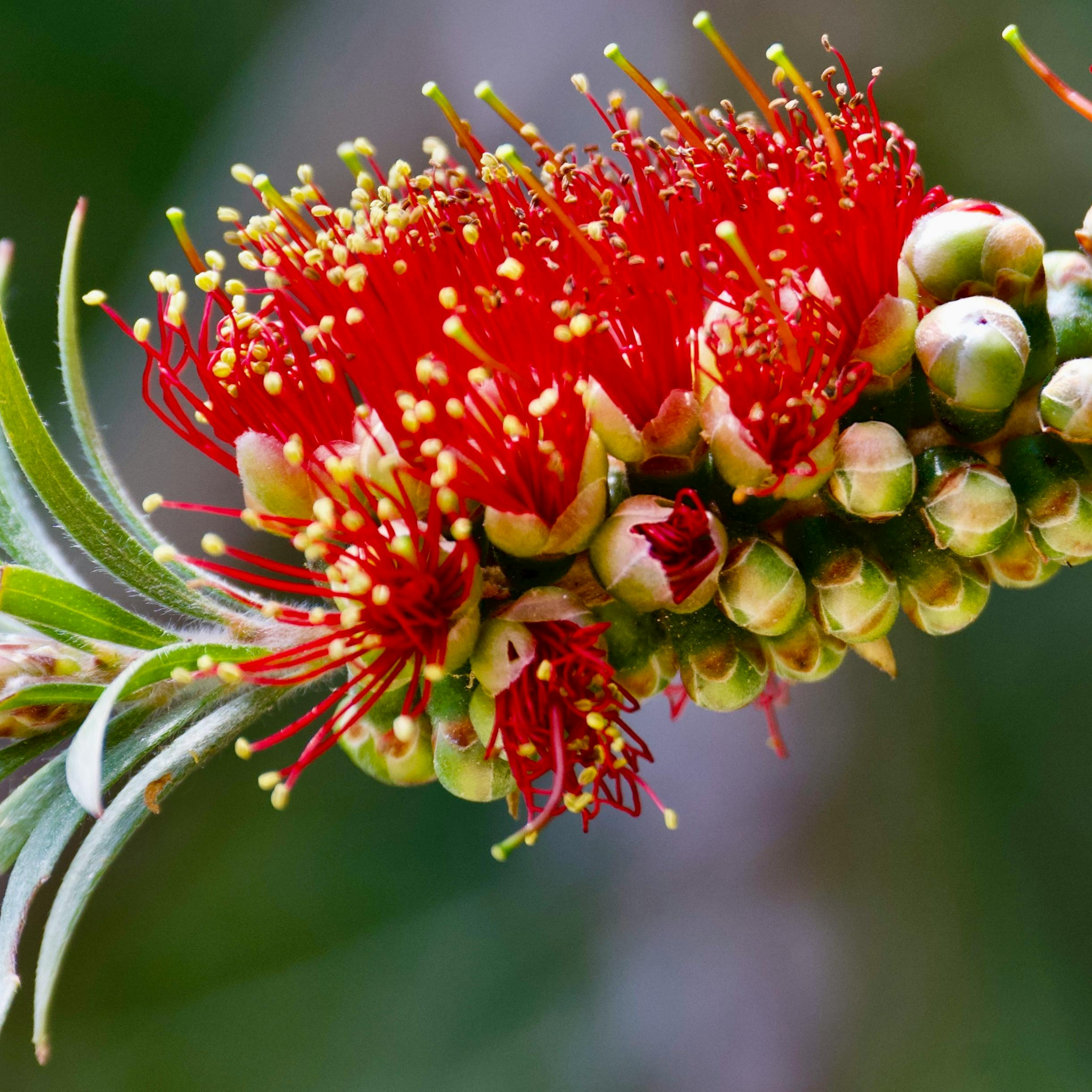 Mary Mackillop Bottlebrush - Callistemon hybrida ‘Mary Mackillop’