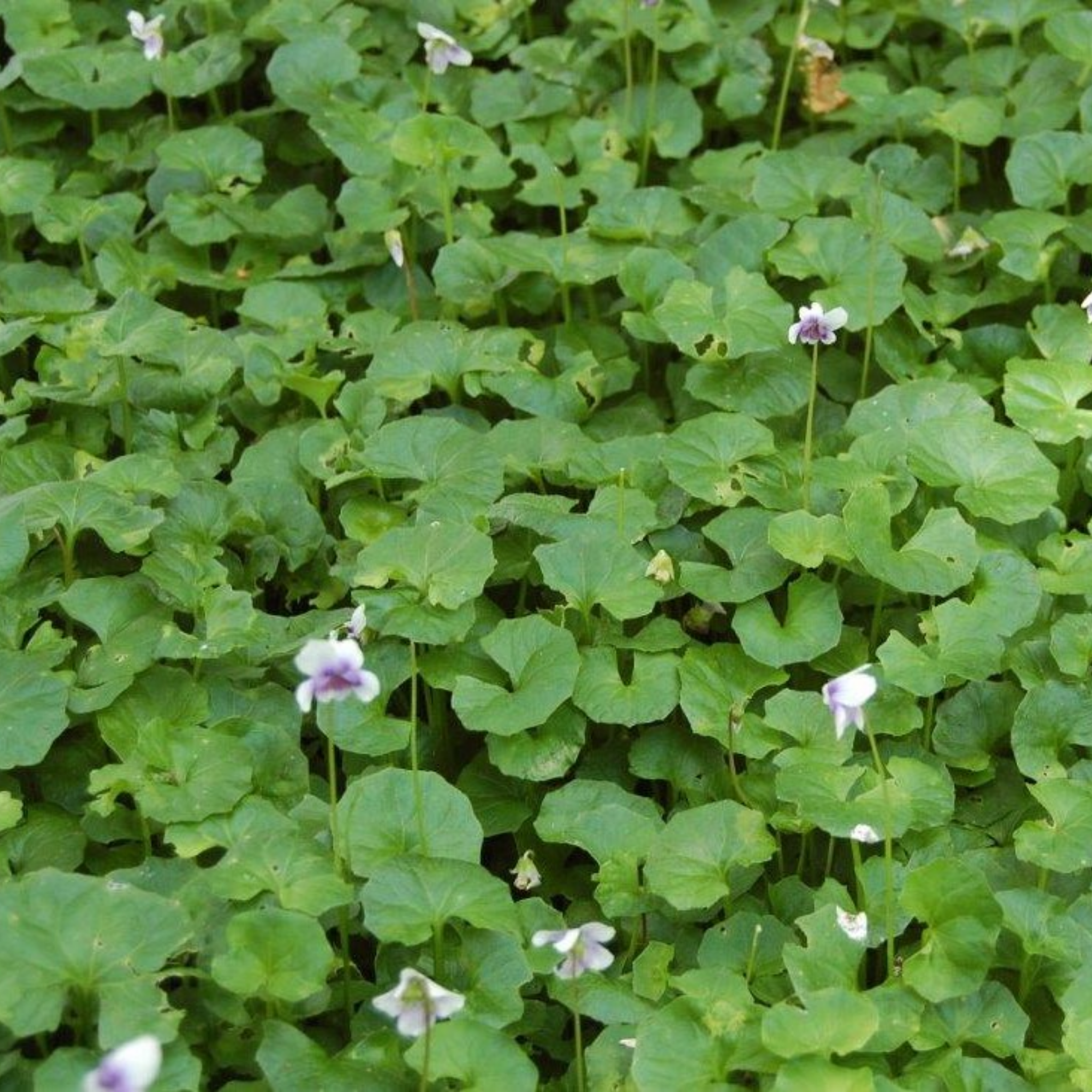 Native Australian Violet / Ivy Leaf Violet - Viola hederacea