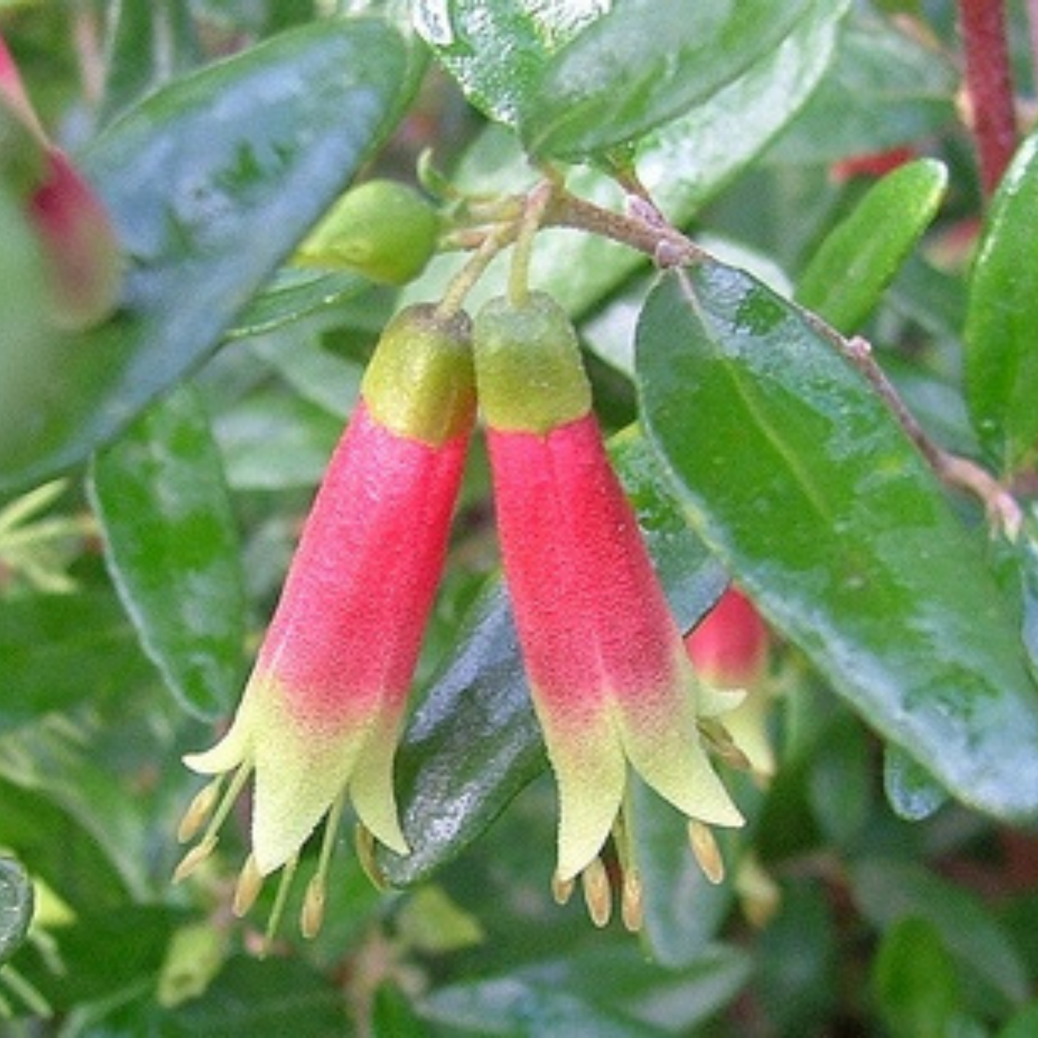 Rock Correa - Correa glabra