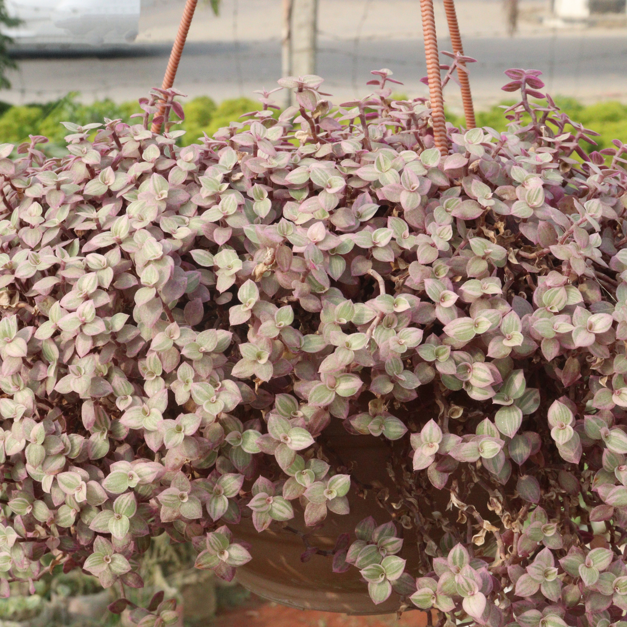 Turtle Vine Pink Panther - Callisia repens Pink Panther
