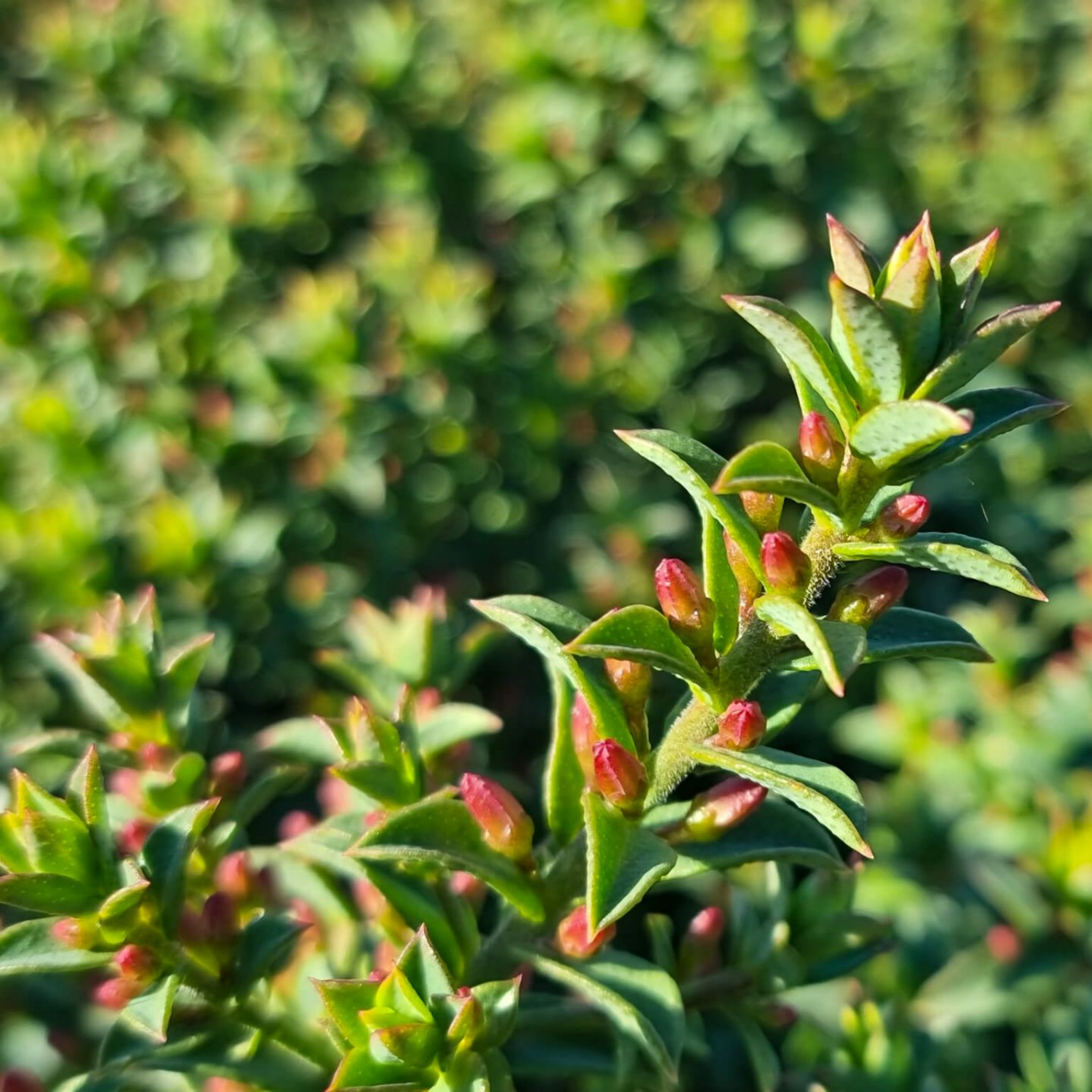 Box Leaf Wax Flower - Philotheca buxifolia Cascade of Stars