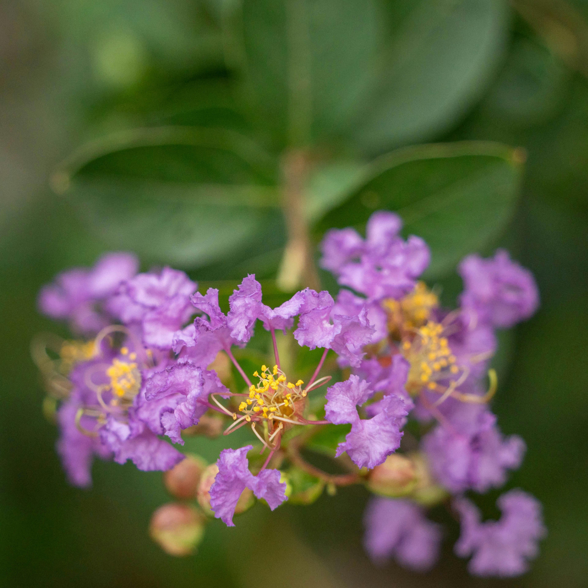 Purple Crepe Myrtle - Lagerstroemia indica fauriei Lipan