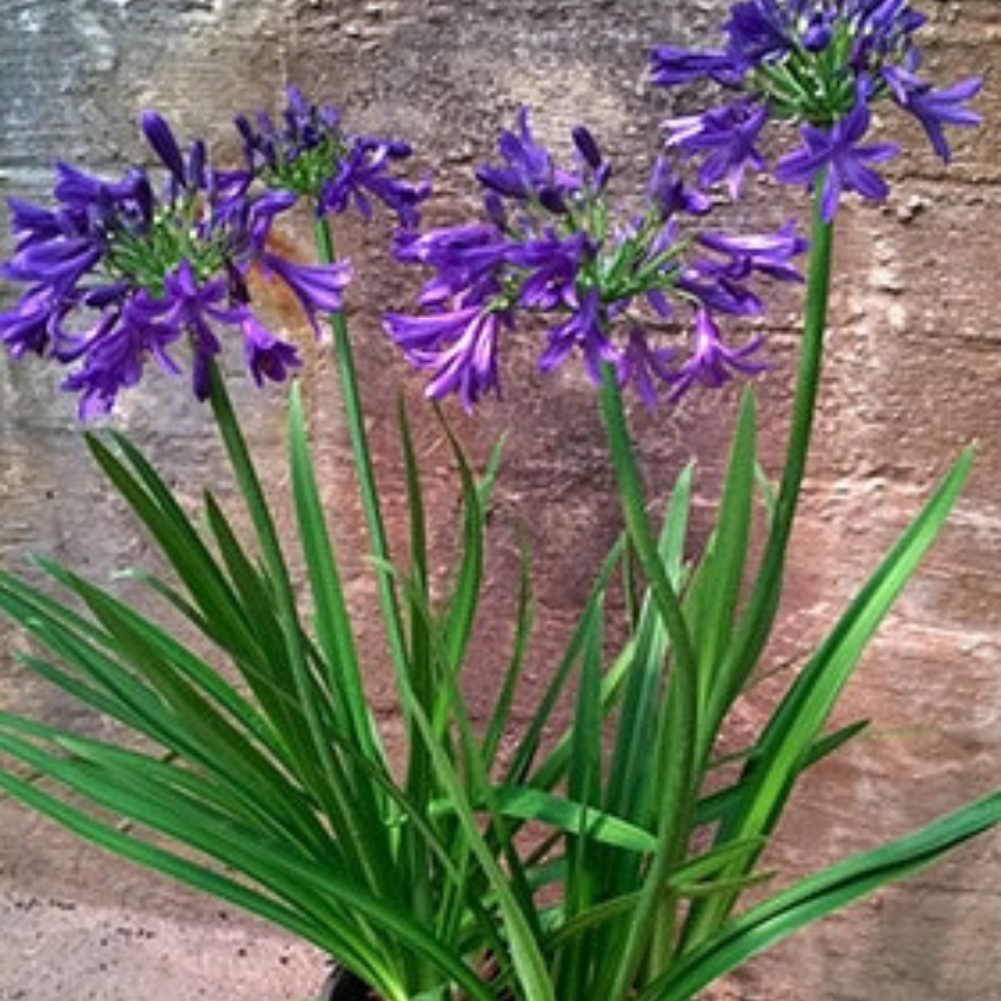 Purple Agapanthus hybrida Sugar Plum - Lily of the Nile, African Lily