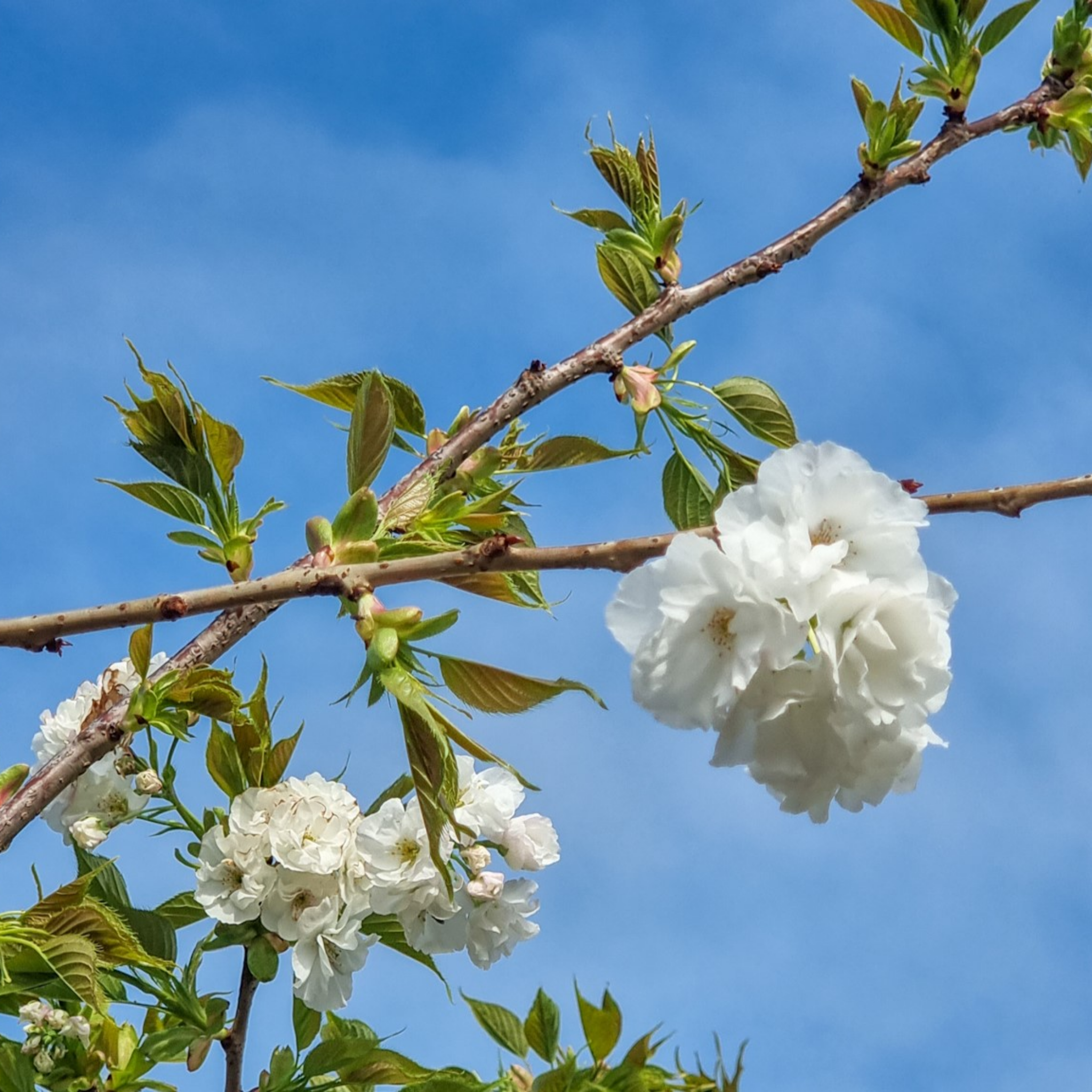 Weeping Japanese Flowering Cherry - Prunus serrulata 'Mt Fuji'