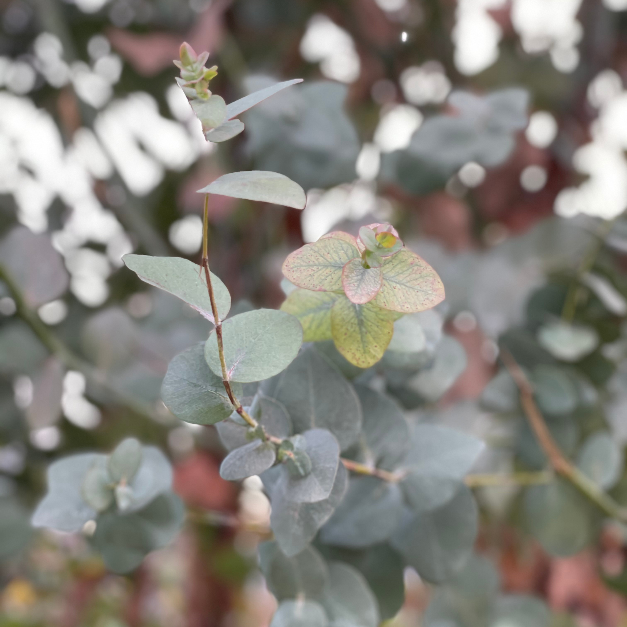 Silver Dollar Tree - Eucalyptus cinerea
