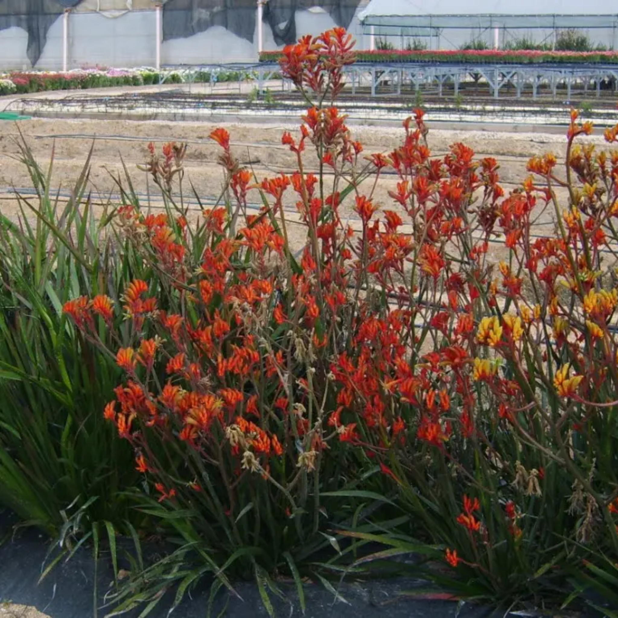 Amber-red Kangaroo Paw 'Amber Velvet' - Anigozanthos hybrida