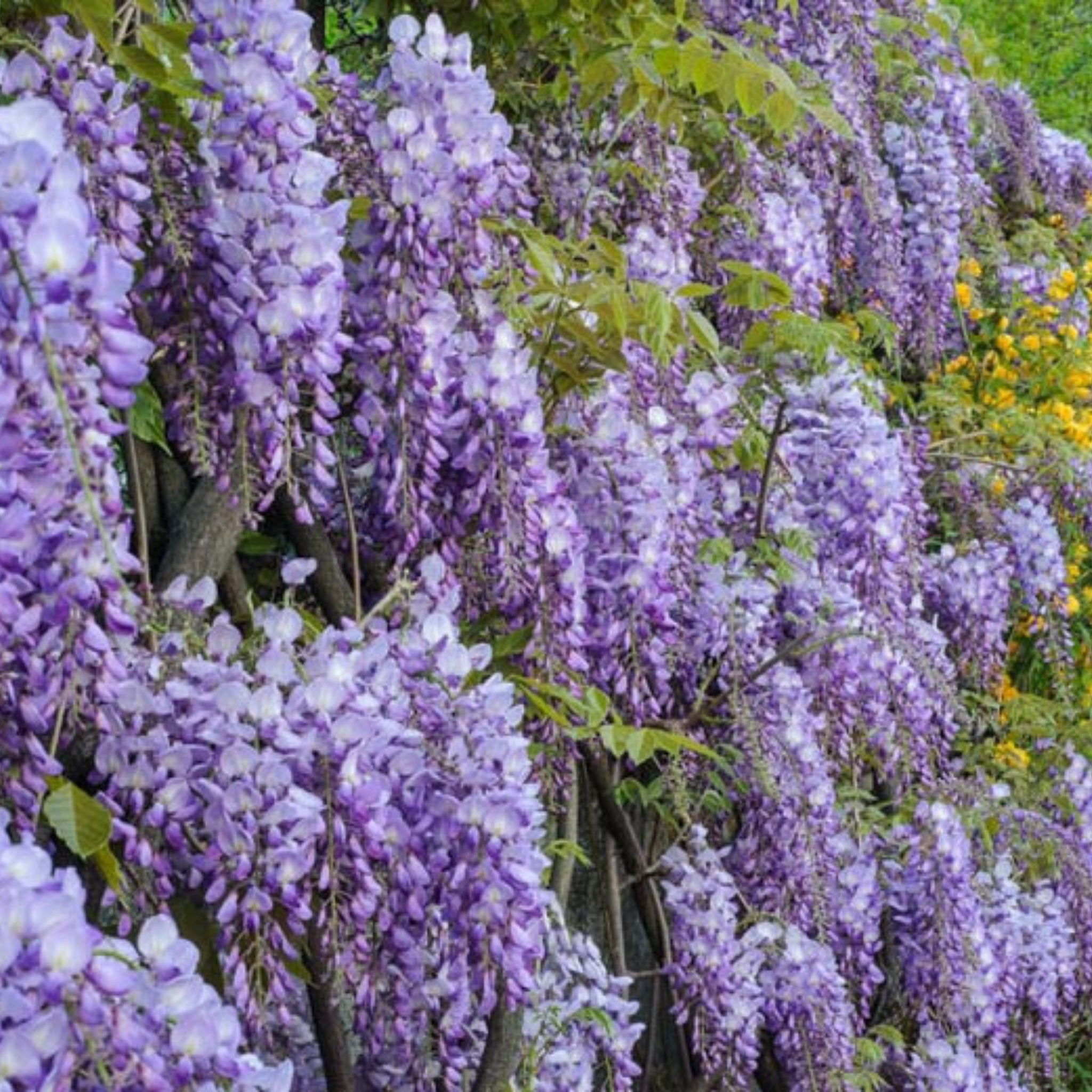 Chinese Wisteria - Wisteria sinensis
