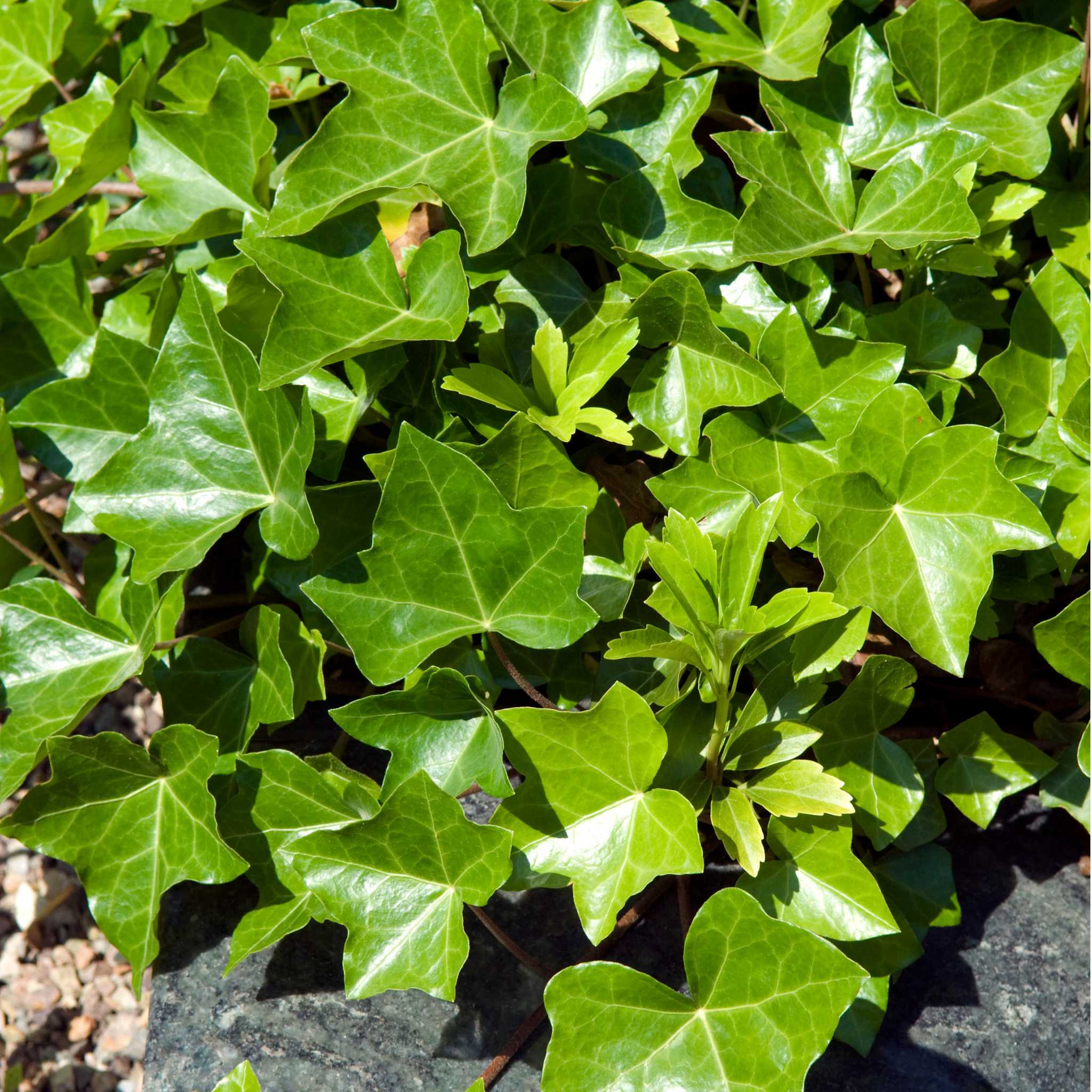 Canary Island Ivy - Hedera canariensis