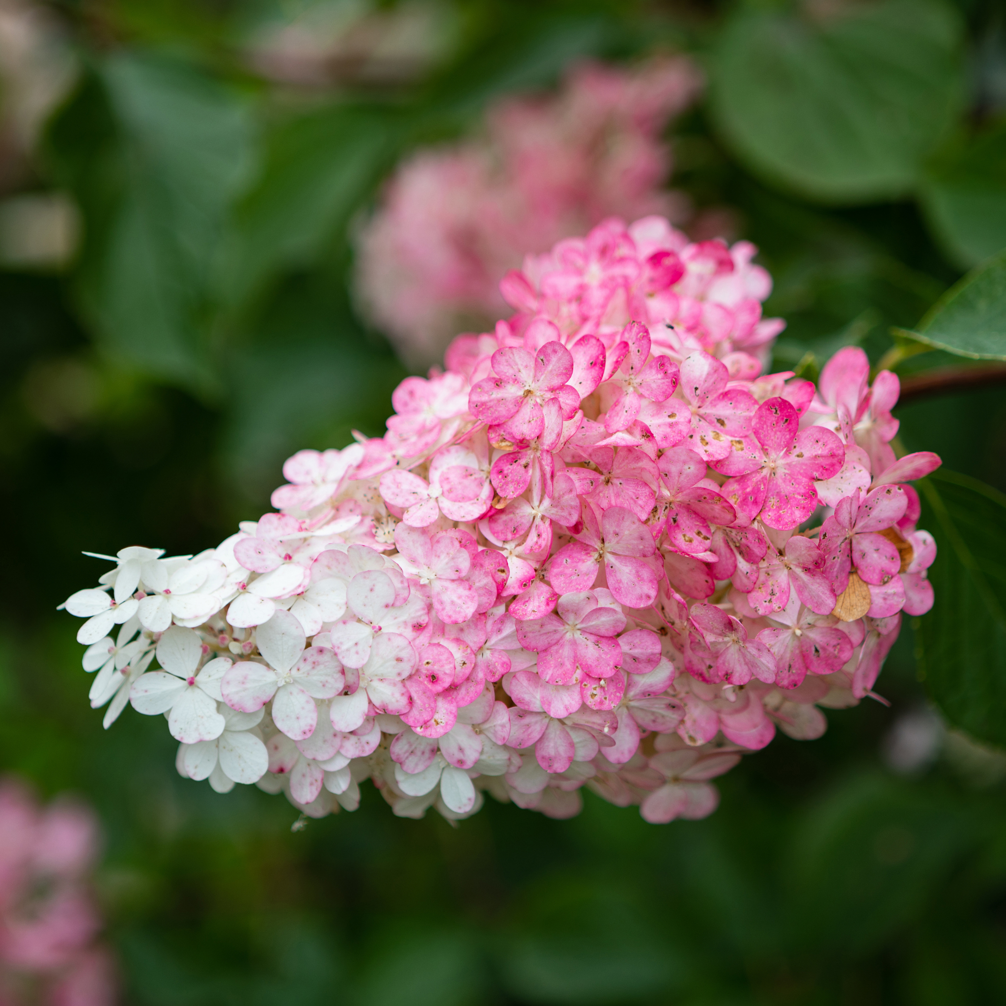 Panicled Hydrangea Candlelight PBR - Hydrangea paniculata Candlelight PBR