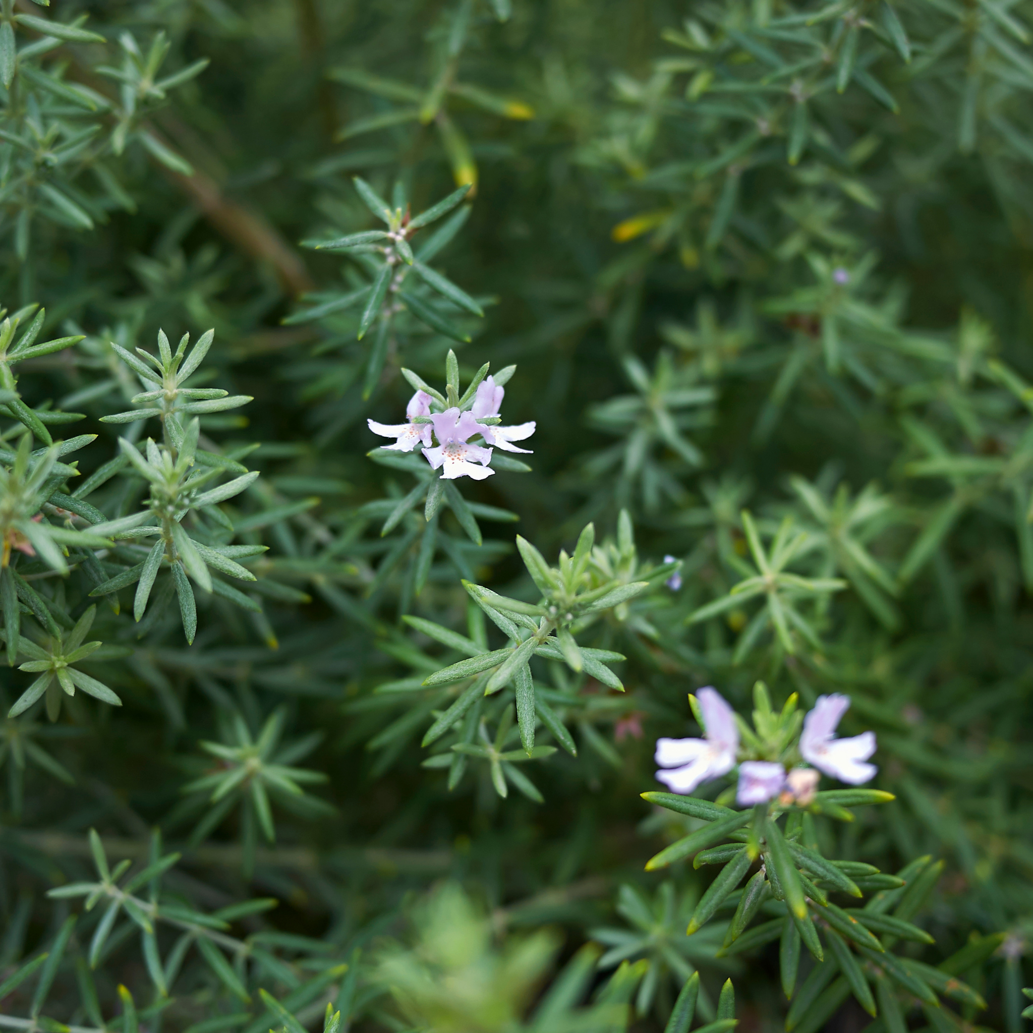 Coastal Rosemary Naringa - Westringia fruticosa Naringa PBR