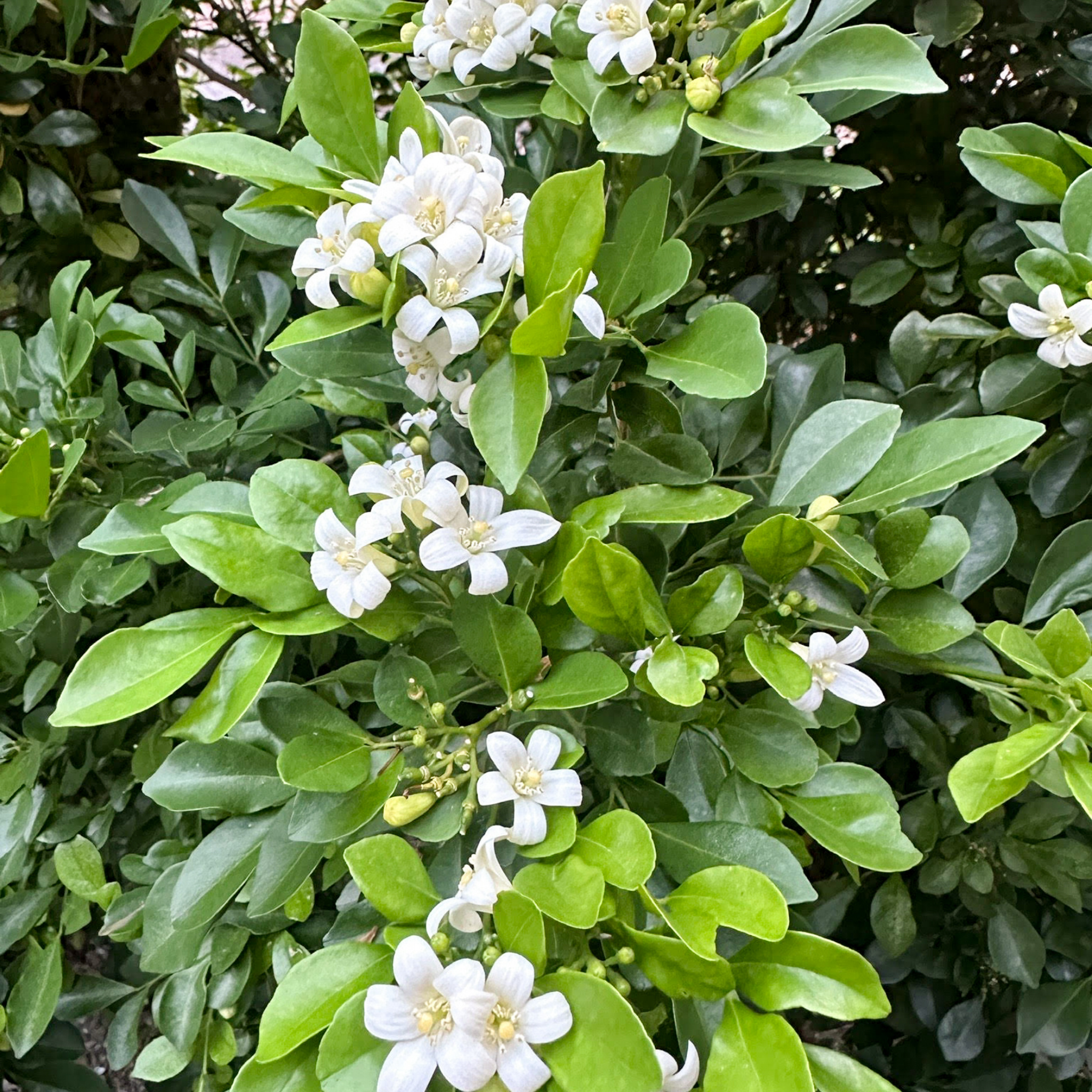 Orange Jessamine - Murraya paniculata