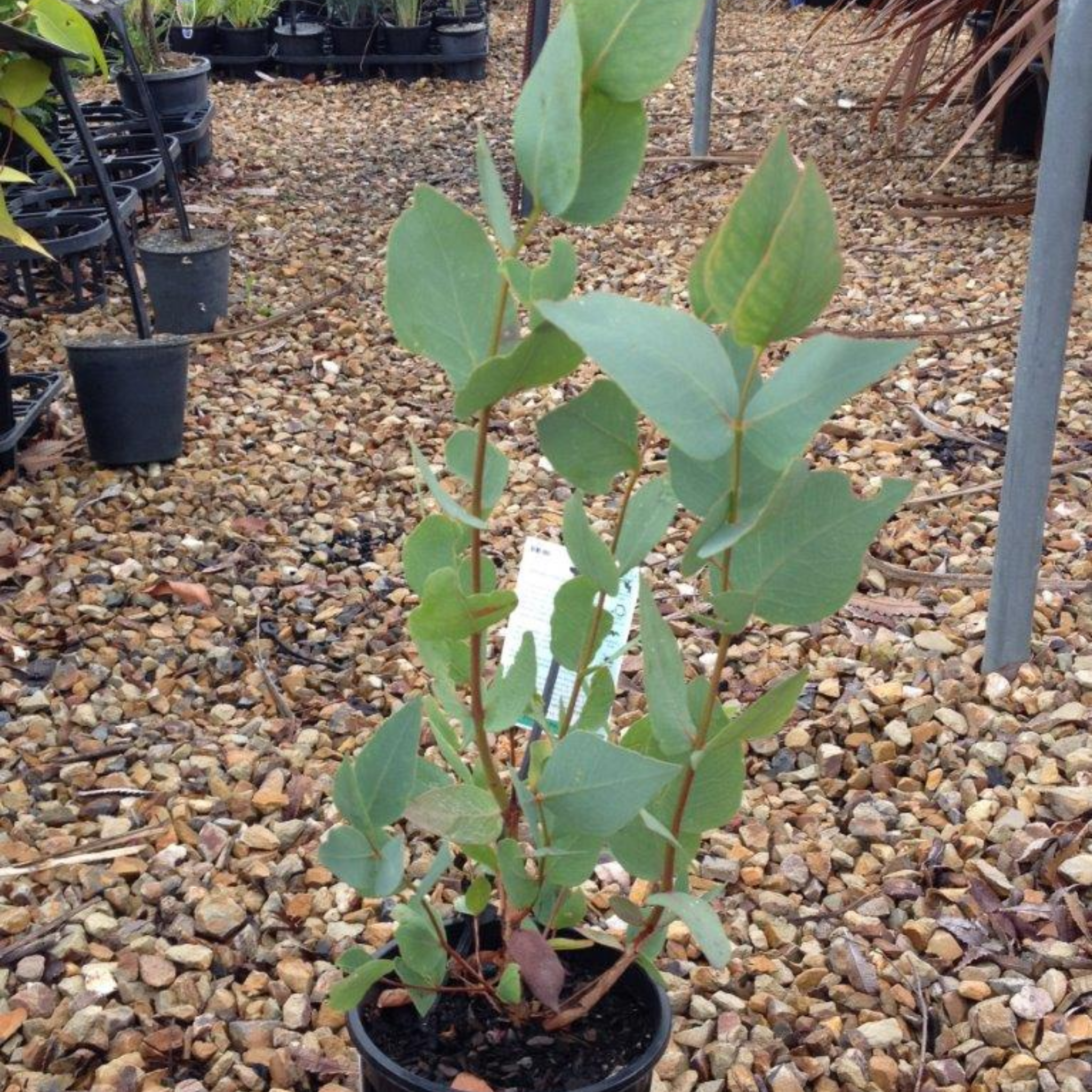 Eucalyptus leucoxylon Rosea Dwarf -  Dwarf Pink Flowering Yellow Gum