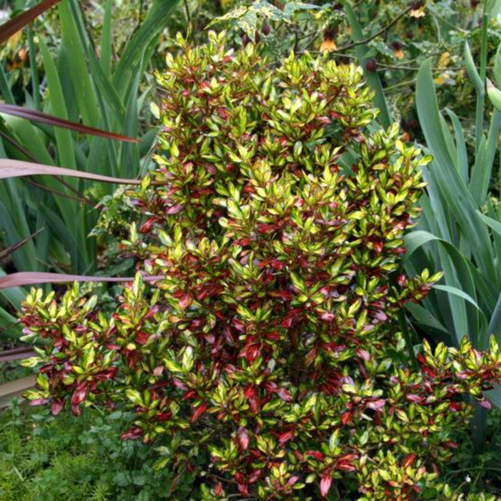Mirror Bush Evening Glow - Coprosma repens 'Evening Glow'