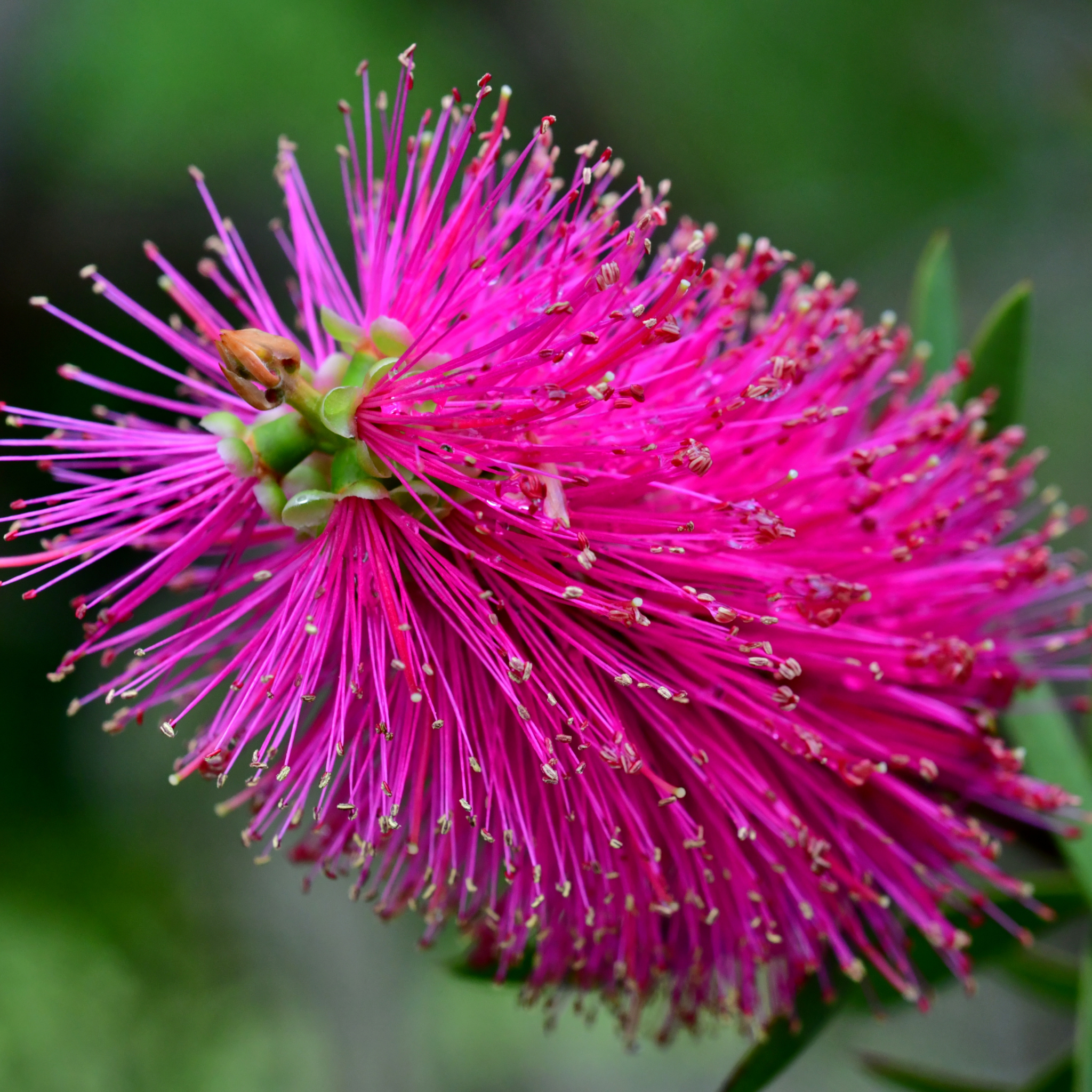 Pink Bottlebrush - Callistemon hybrida 'Candy Pink'