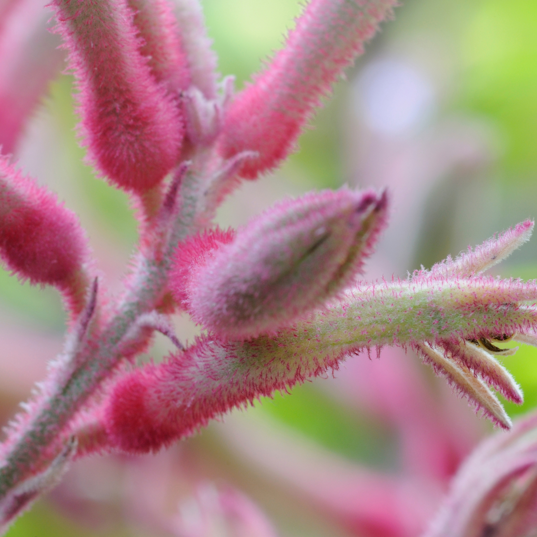 Pink Kangaroo Paw ‘Bush Crystal’ - Anigozanthos hybrida