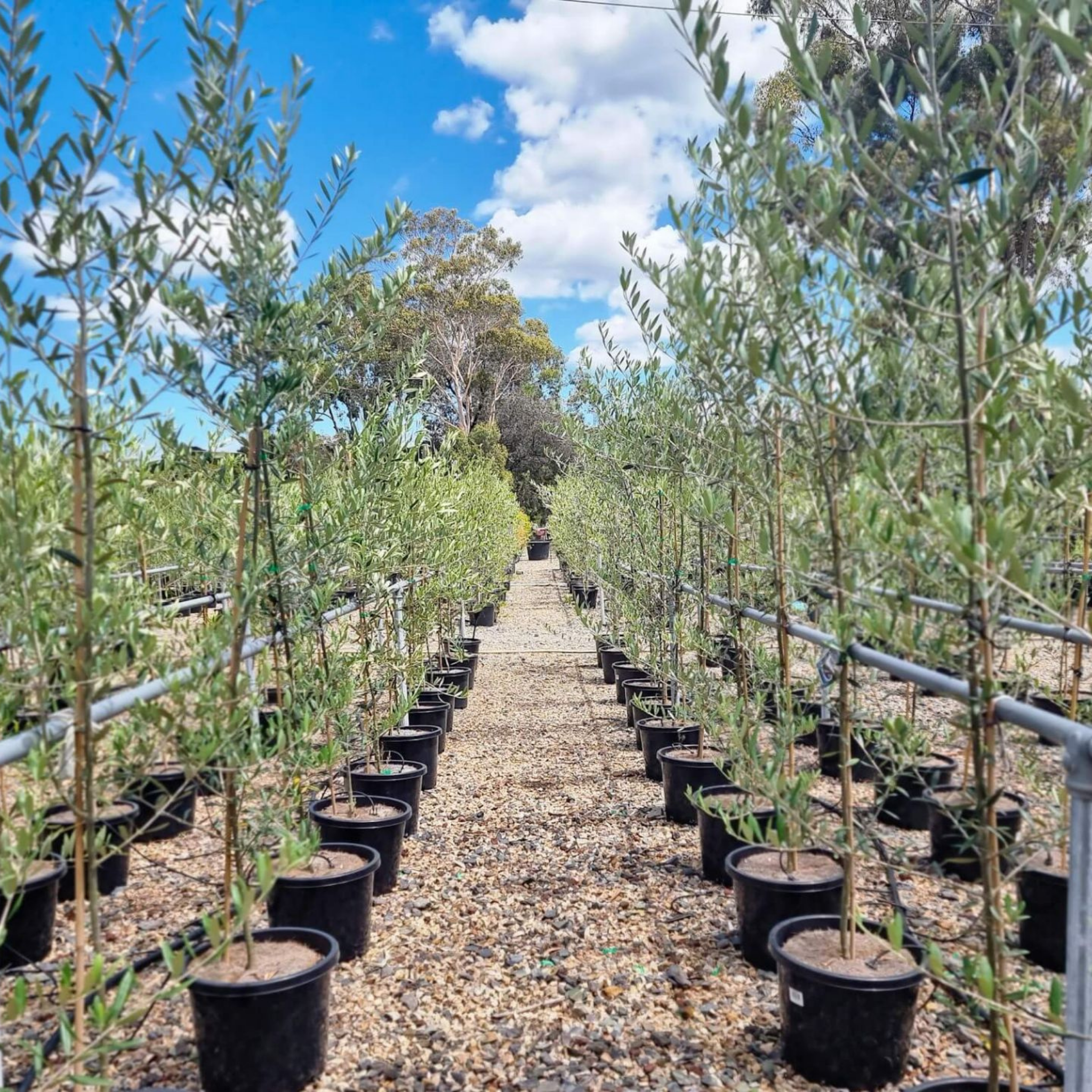 Jumbo Kalamata Olive Tree - Olea europaea Kalamata Jumbo