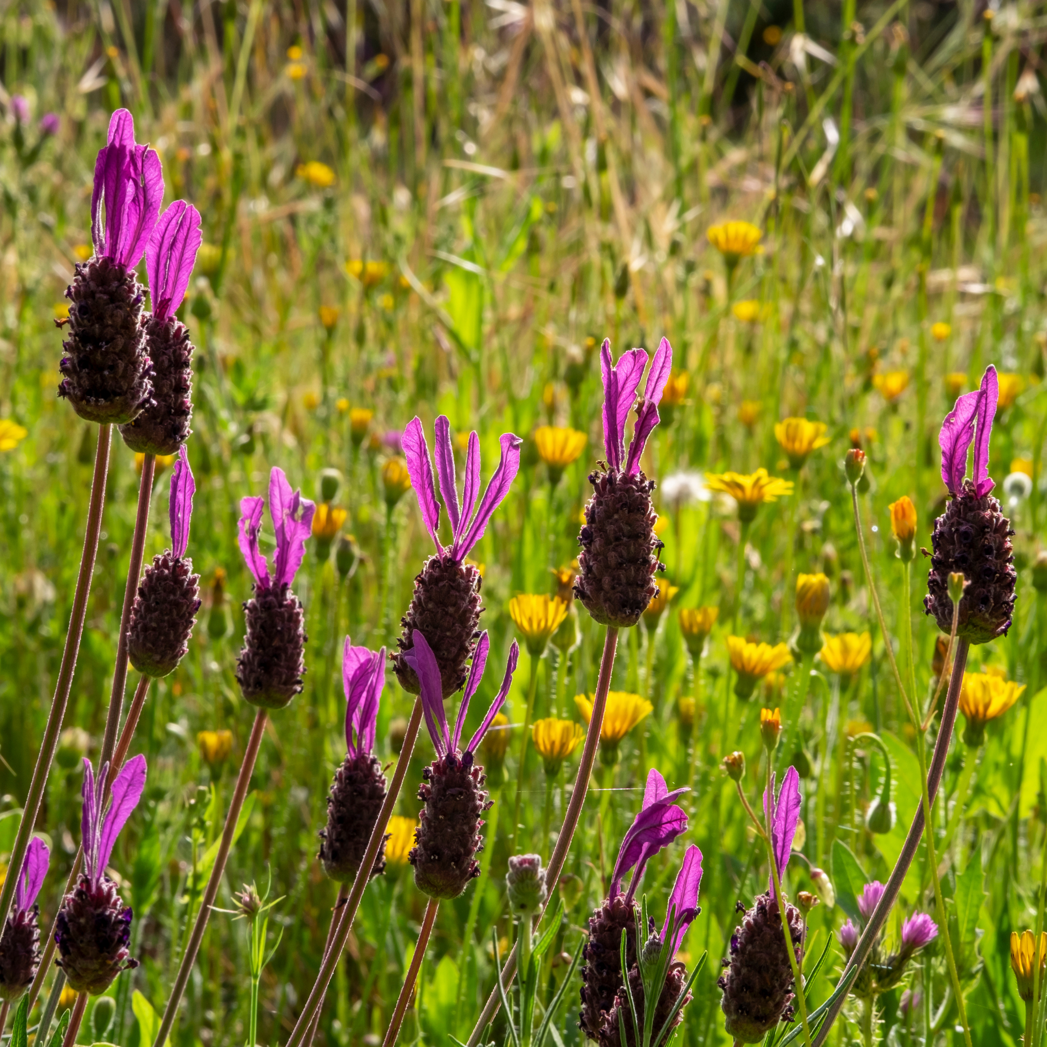 Italian Lavender Javelin Forte Deep Purple - Lavandula stoechas Javelin Forte Deep Purple