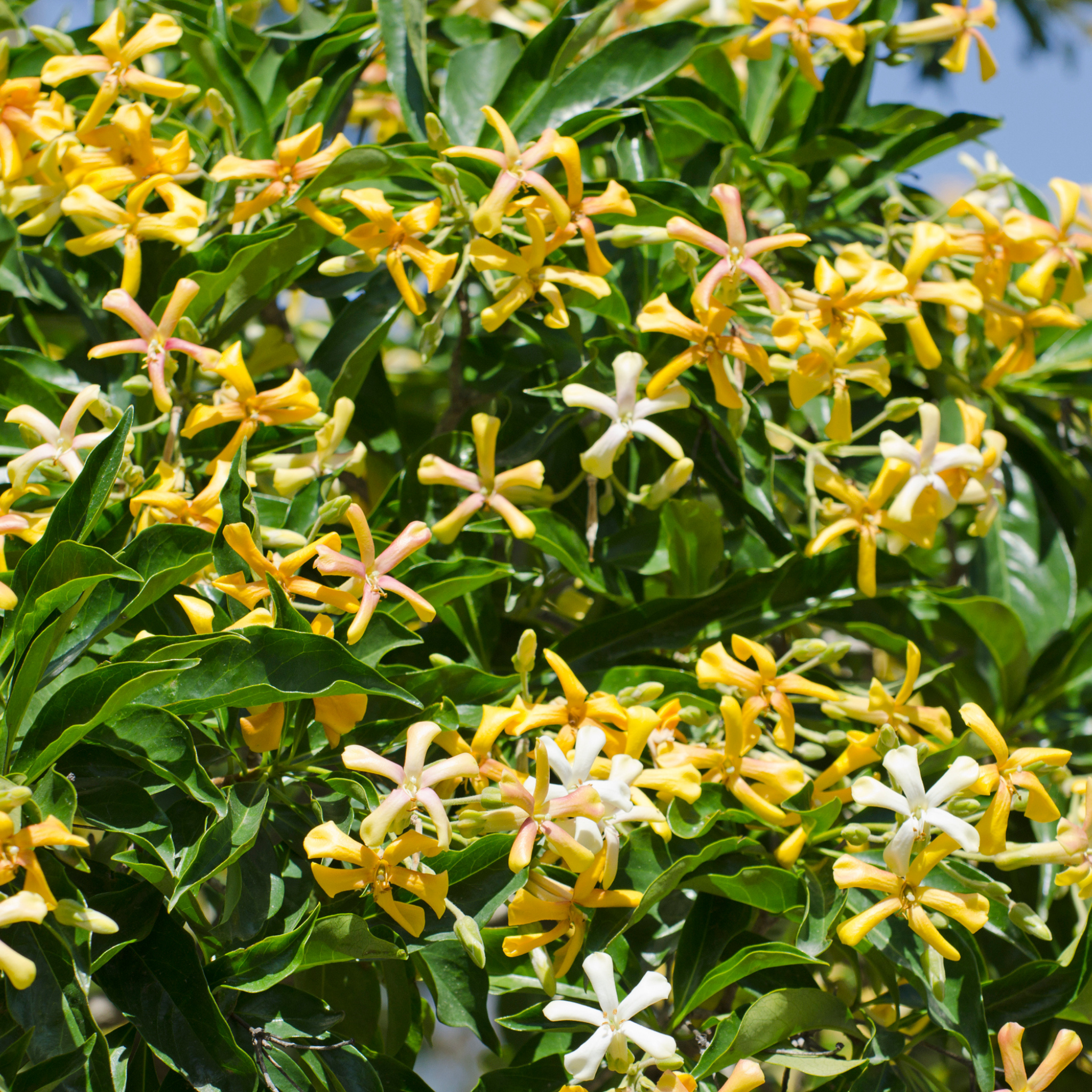 Native Frangipani - Hymenosporum flavum