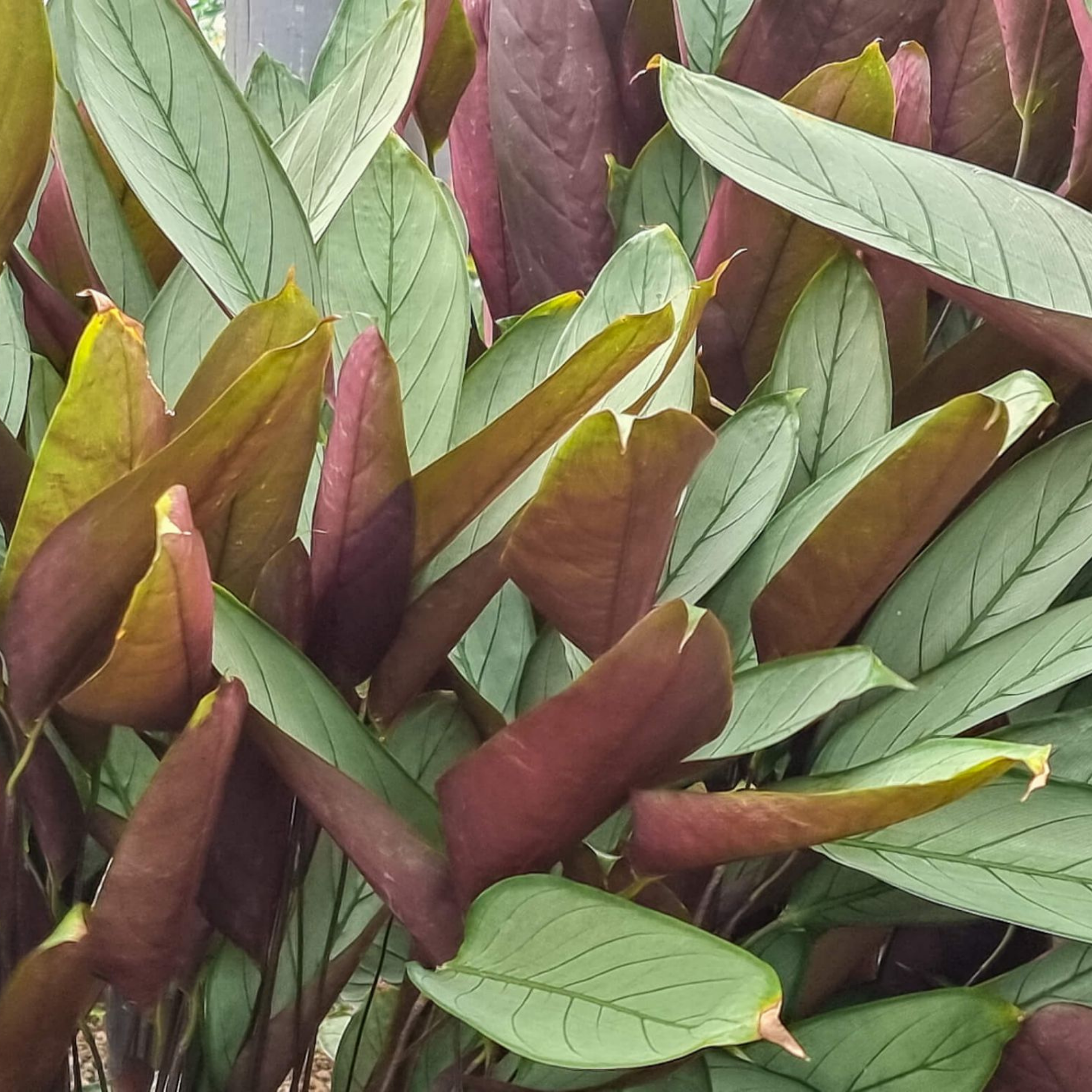 Never Never Grey Star Plant - Ctenanthe setosa 'Grey Star'
