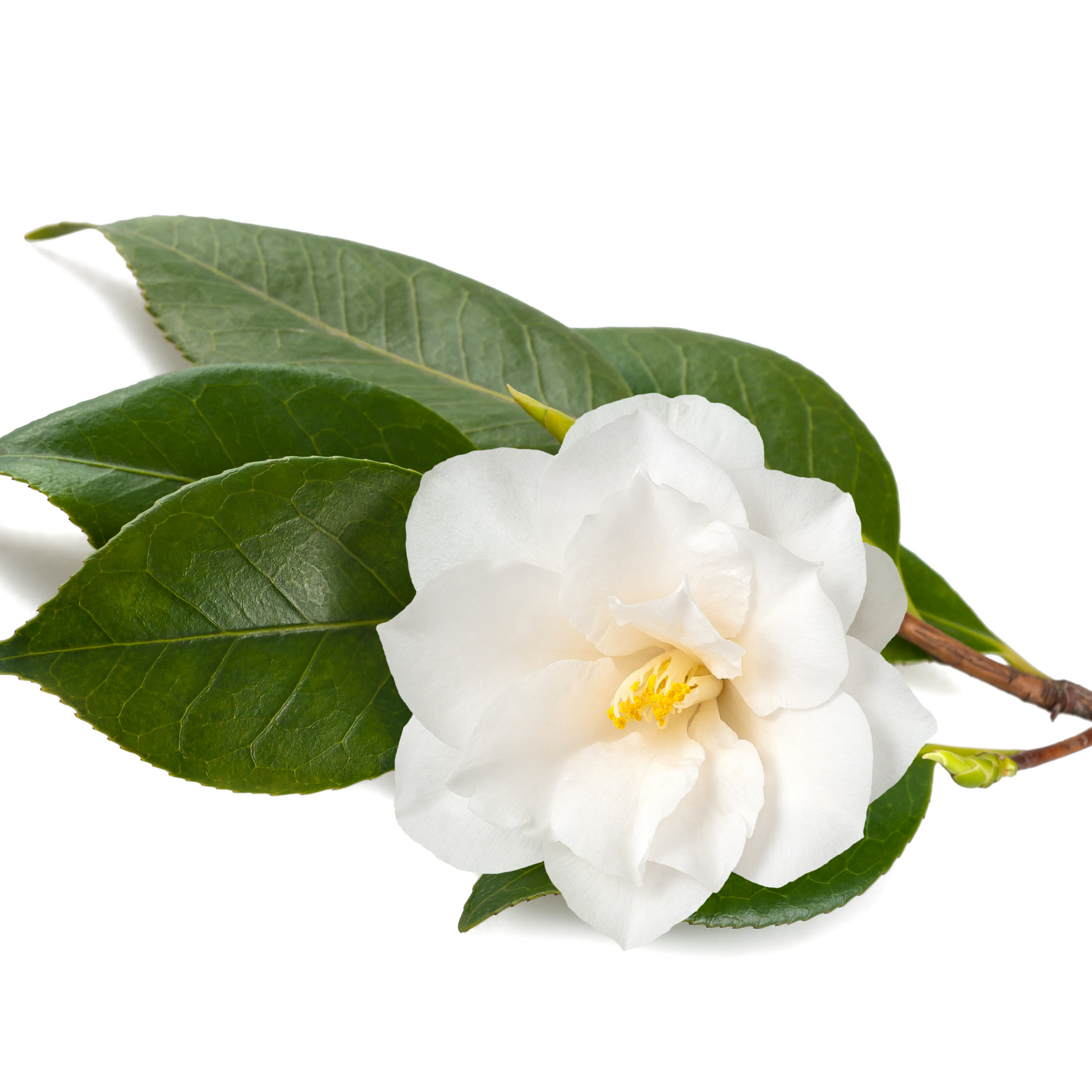 Camellia japonica Assorted